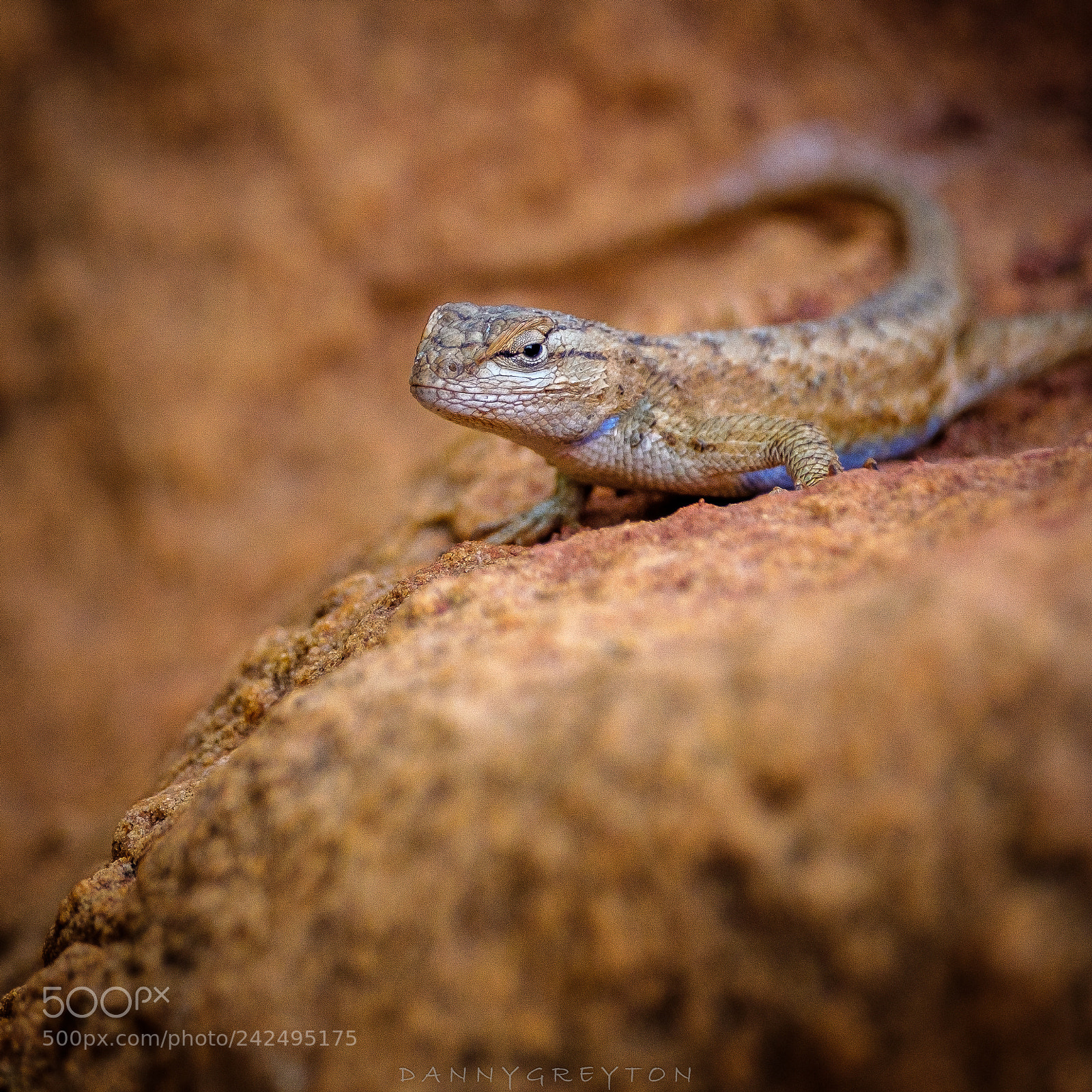 Fujifilm X-T2 sample photo. Wildlife in zion photography