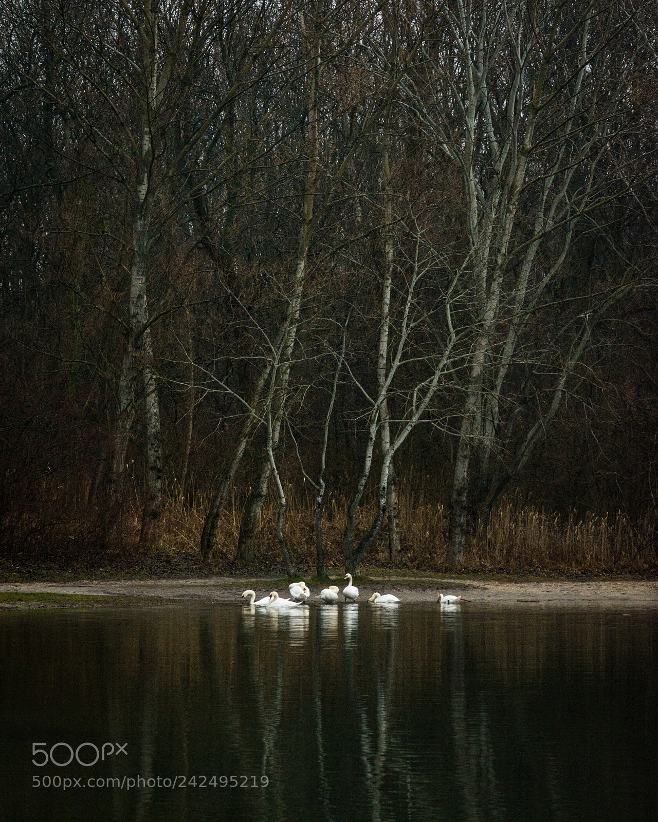 Nikon D7100 sample photo. Swan pond photography