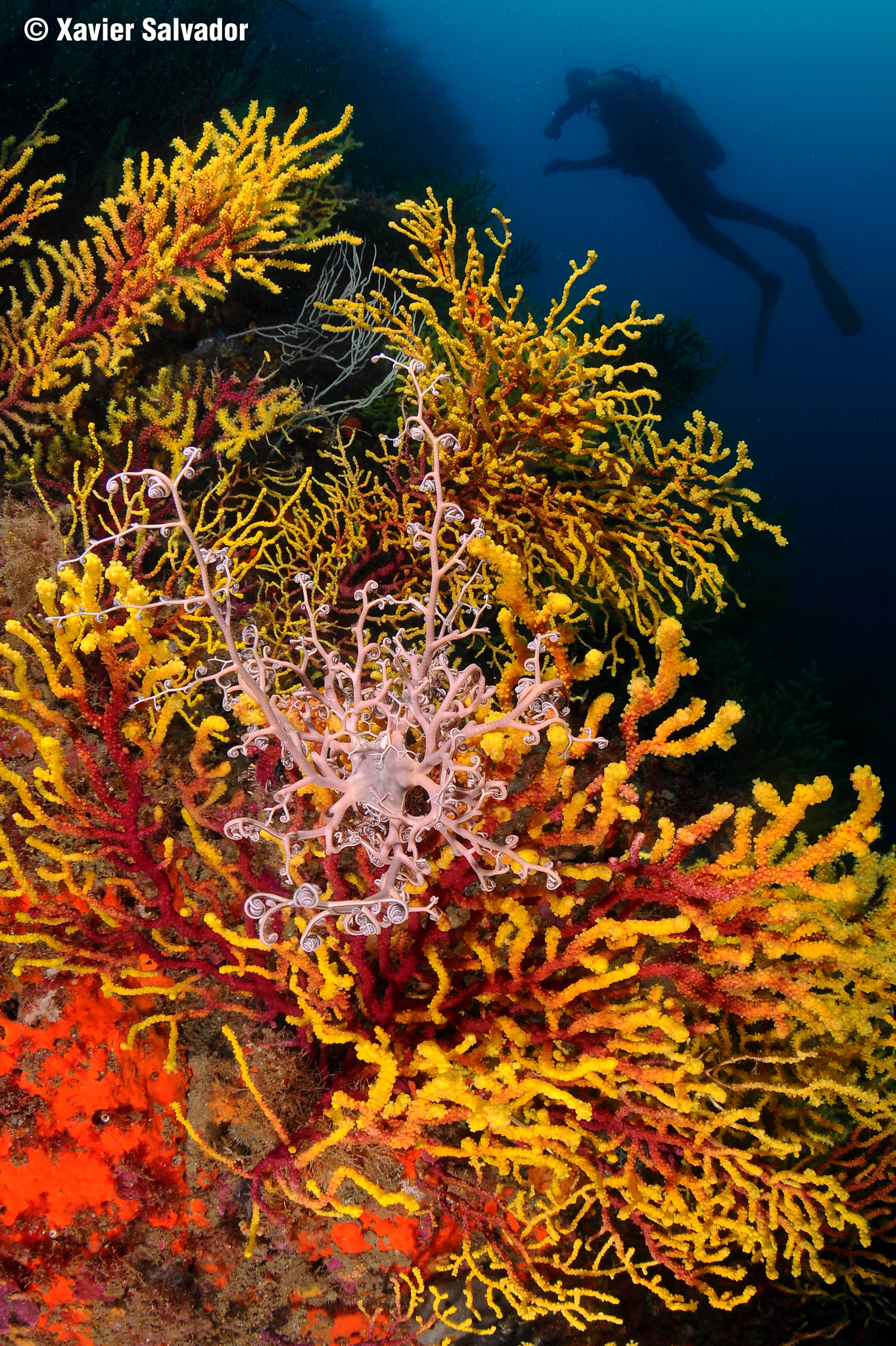 Nikon D90 sample photo. Basquet star over red soft corals photography