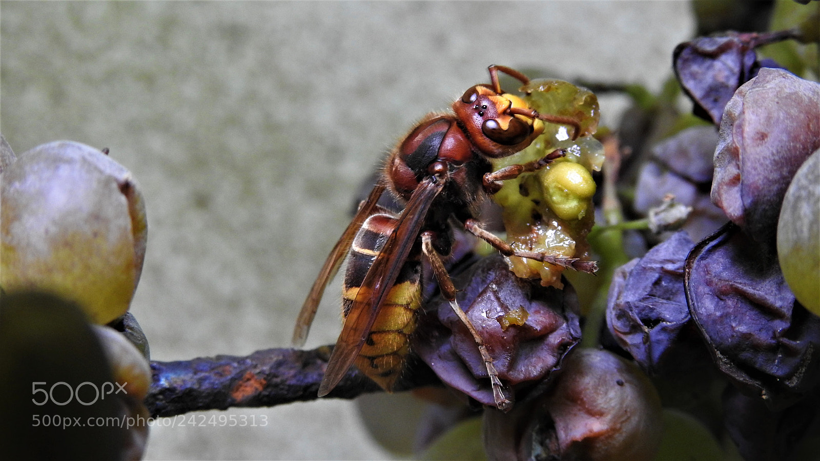 Nikon Coolpix P900 sample photo. Szerszeń europejski (vespa crabro) photography