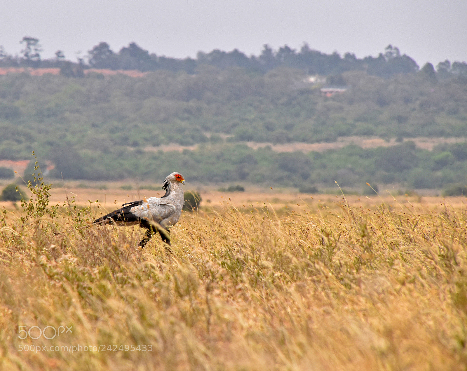 Nikon D5600 sample photo. Secretary bird photography