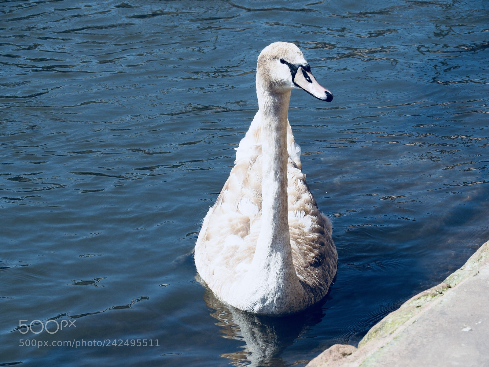 Olympus OM-D E-M5 II sample photo. Swan photography
