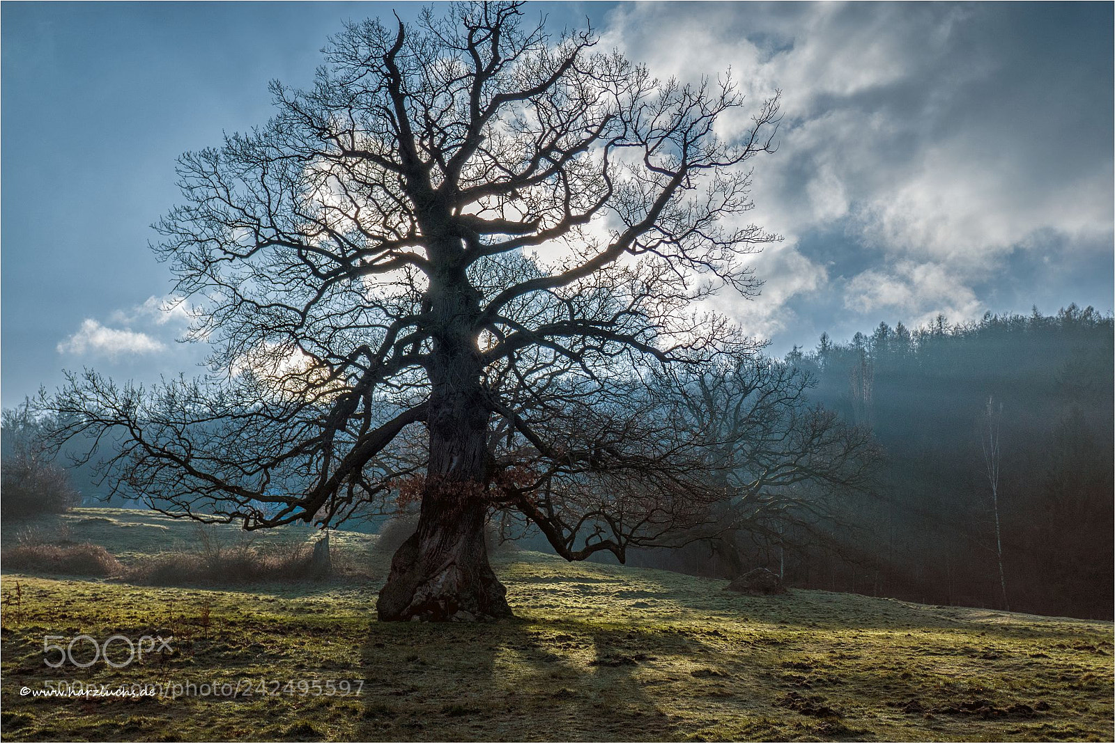 Panasonic DMC-TZ101 sample photo. Der alte baum ... photography