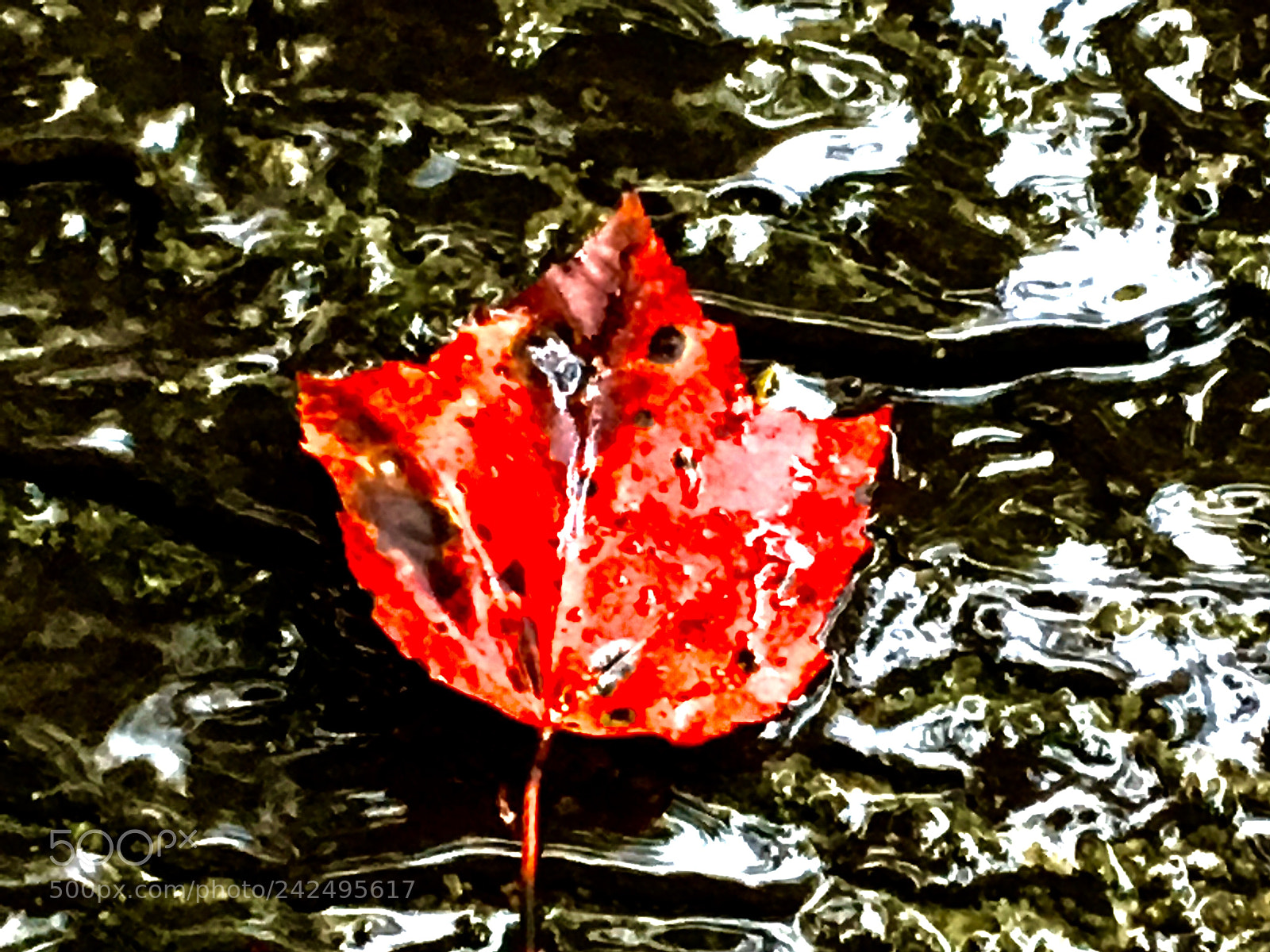 Apple iPhone 6s sample photo. Img e photography