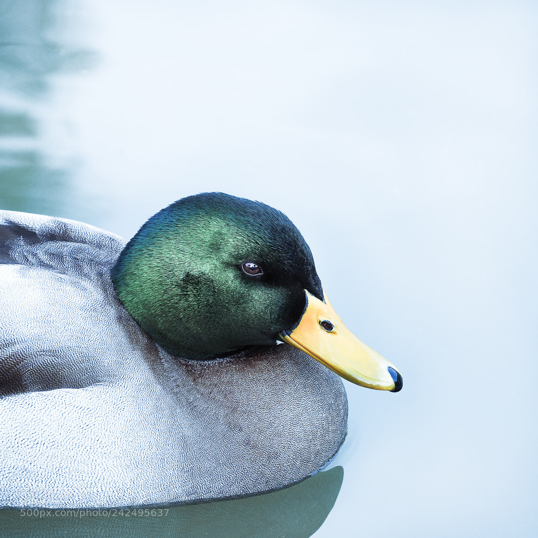 Olympus OM-D E-M10 II sample photo. Duck face photography