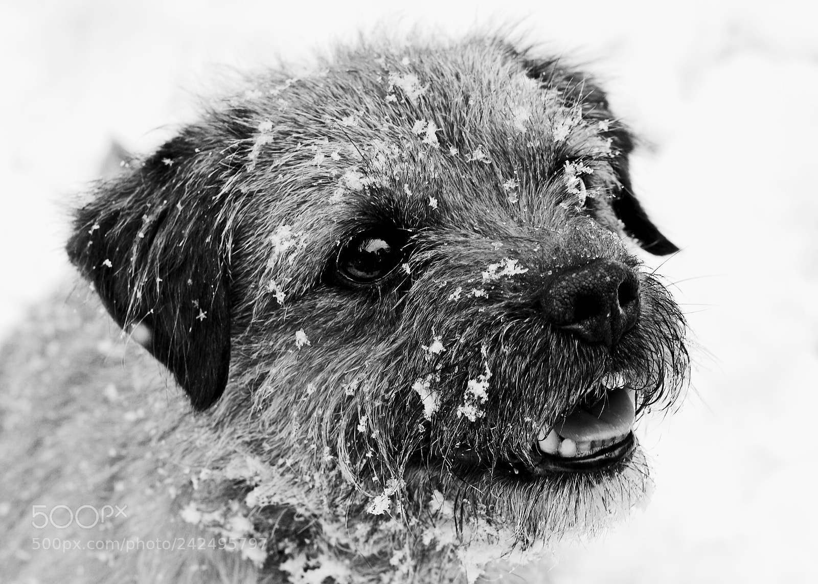 Canon EOS 40D sample photo. Border in snow. photography