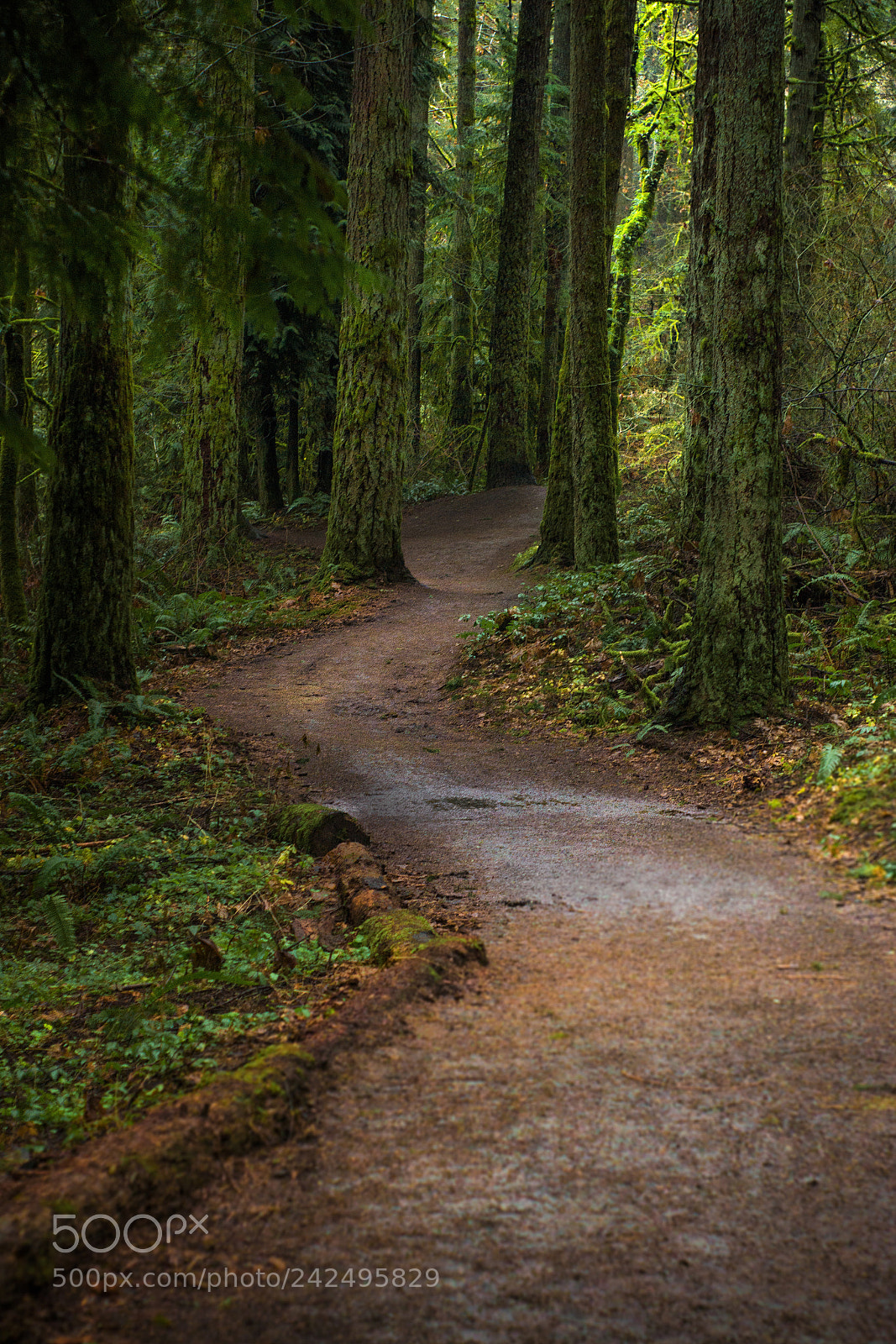 Sony SLT-A77 sample photo. Greenforestngg photography