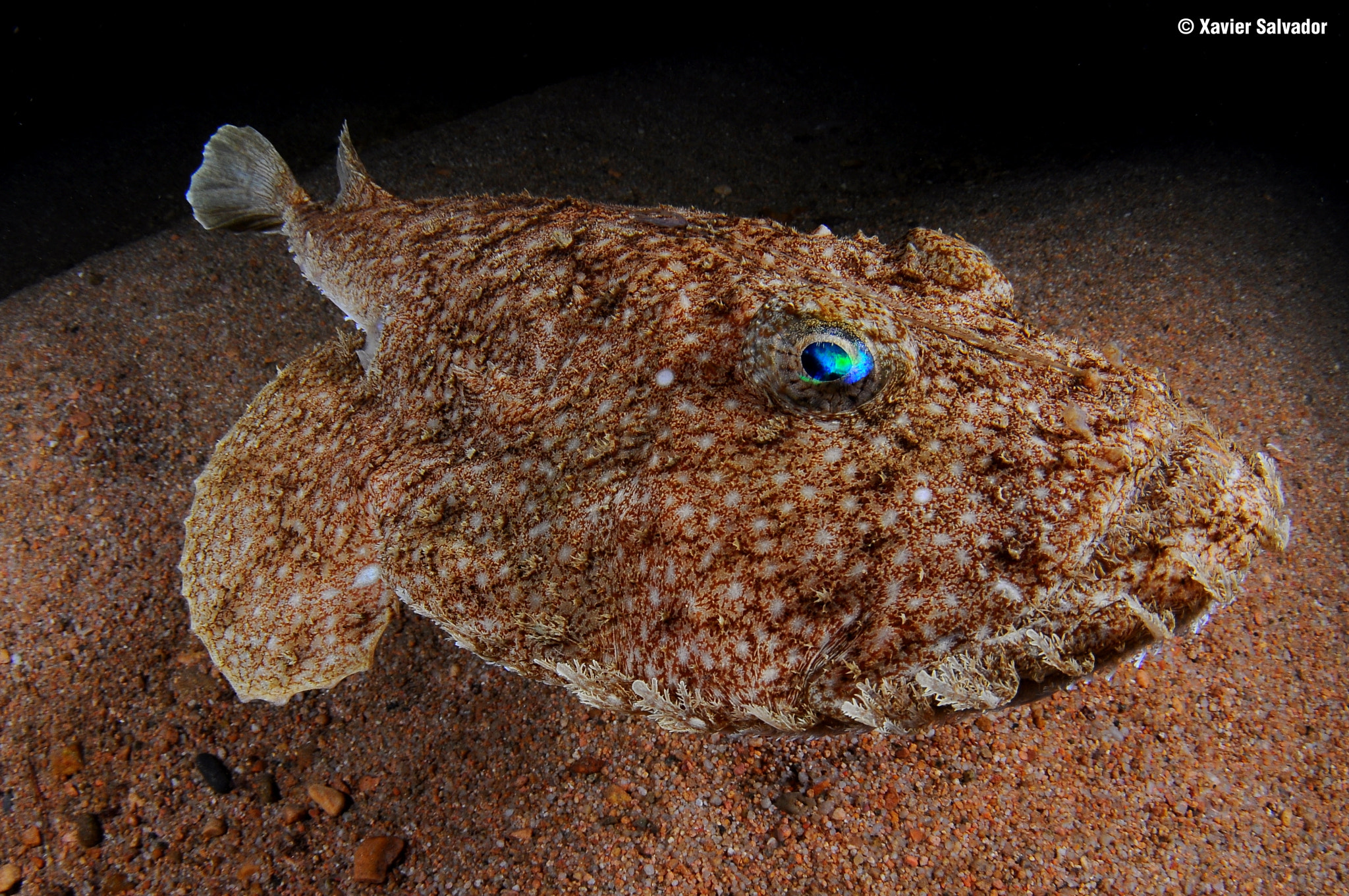 Tokina AT-X 10-17mm F3.5-4.5 DX Fisheye sample photo. The swimming monkfish (lophius piscatorius) photography