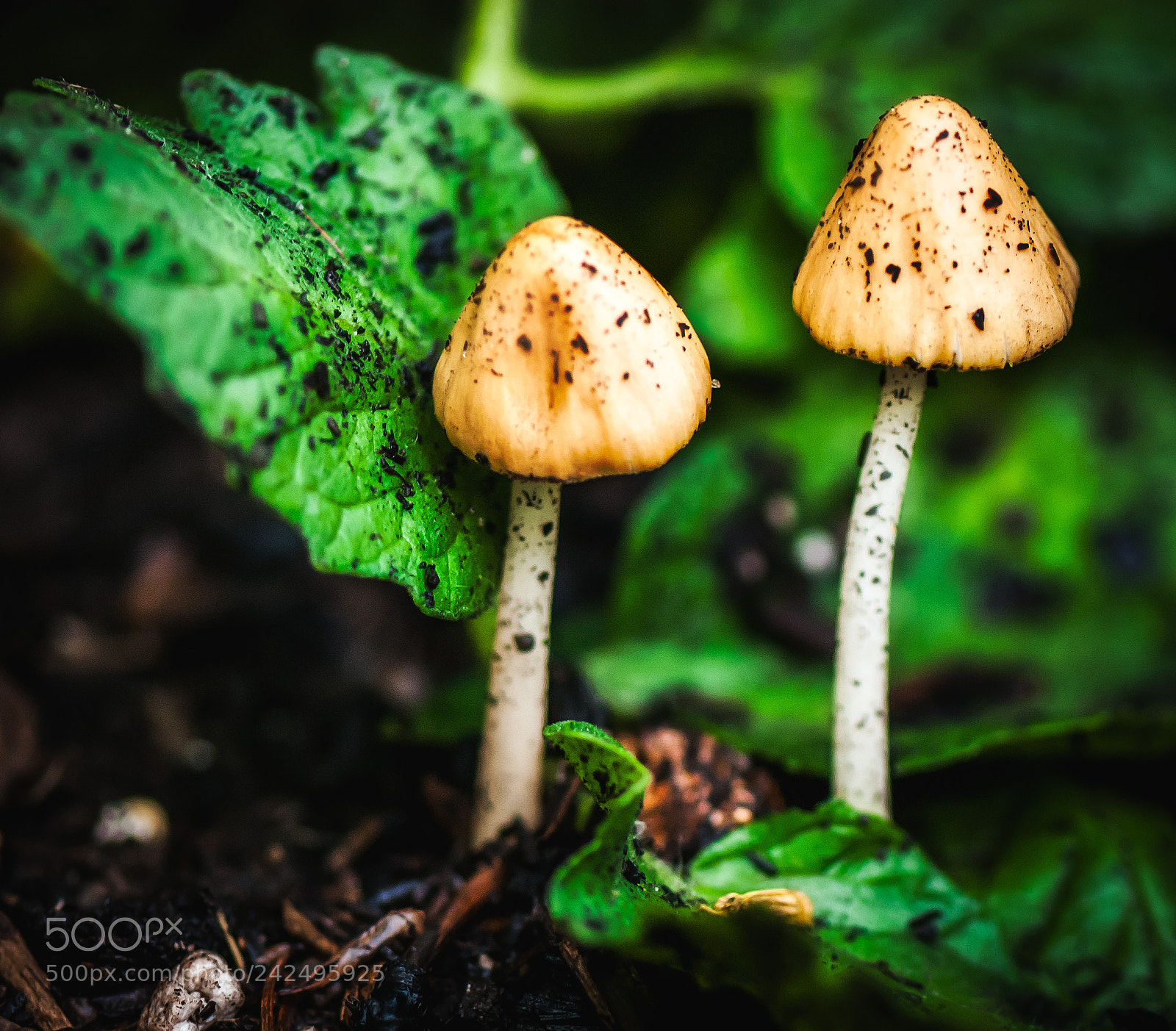 Nikon D80 sample photo. Twin mushrooms photography