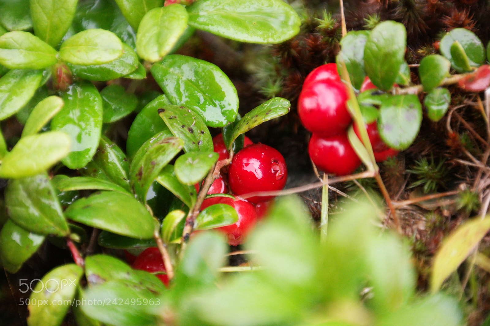 Samsung NX500 sample photo. Lingon healthy and tasty photography