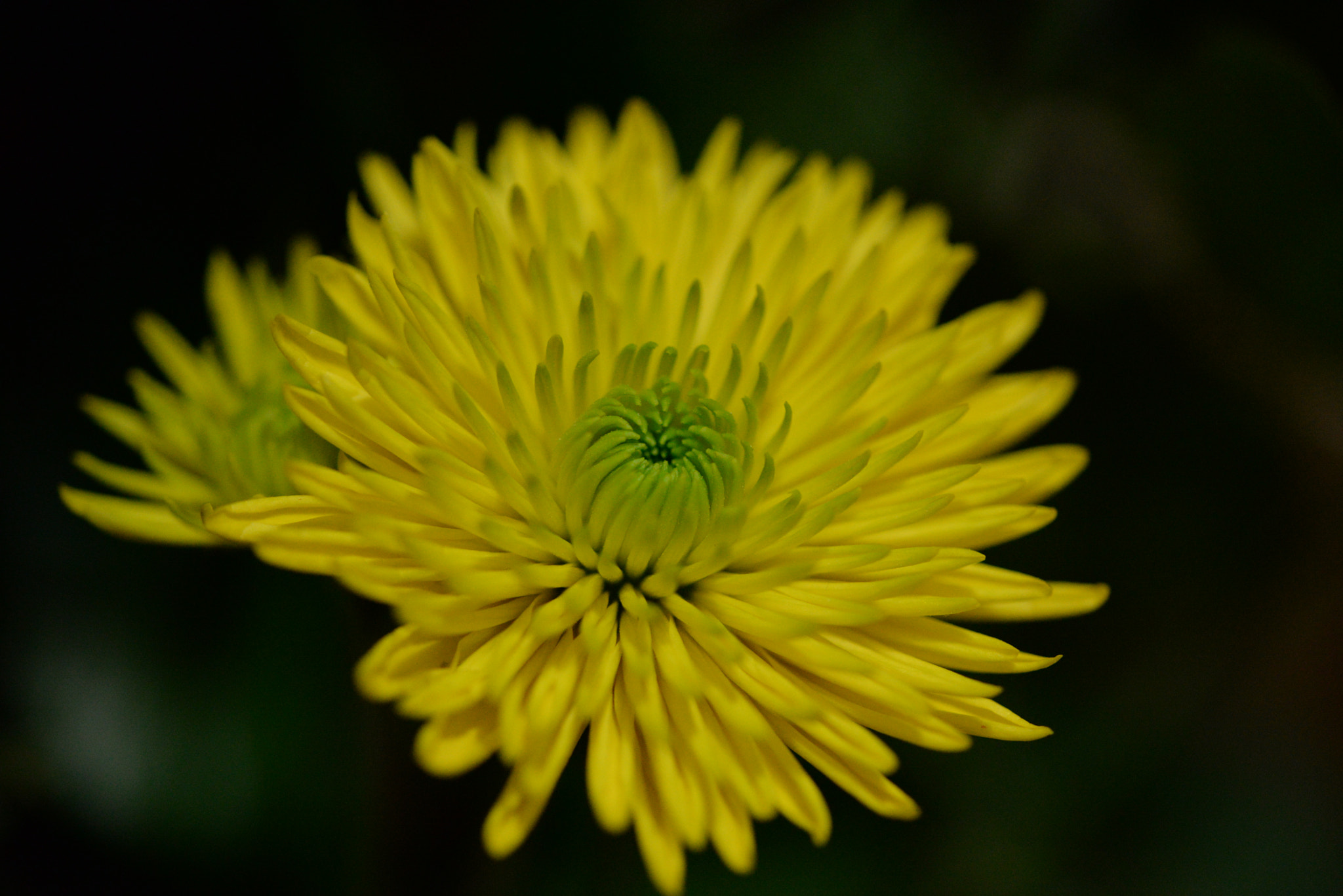 Sigma 105mm F2.8 EX DG OS HSM sample photo
