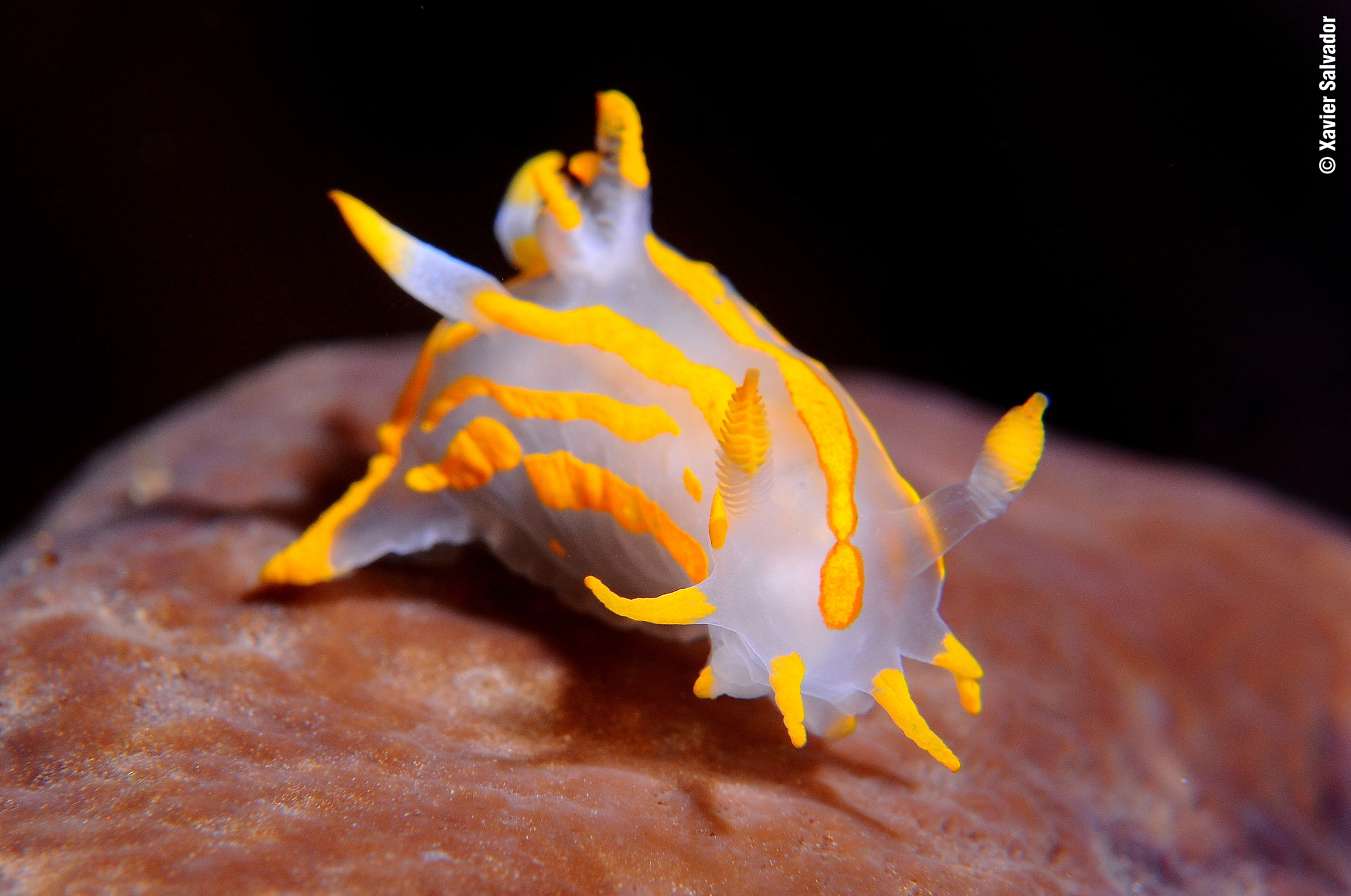 Nikon AF-S Micro-Nikkor 60mm F2.8G ED sample photo. Polycera quadrilineata photography