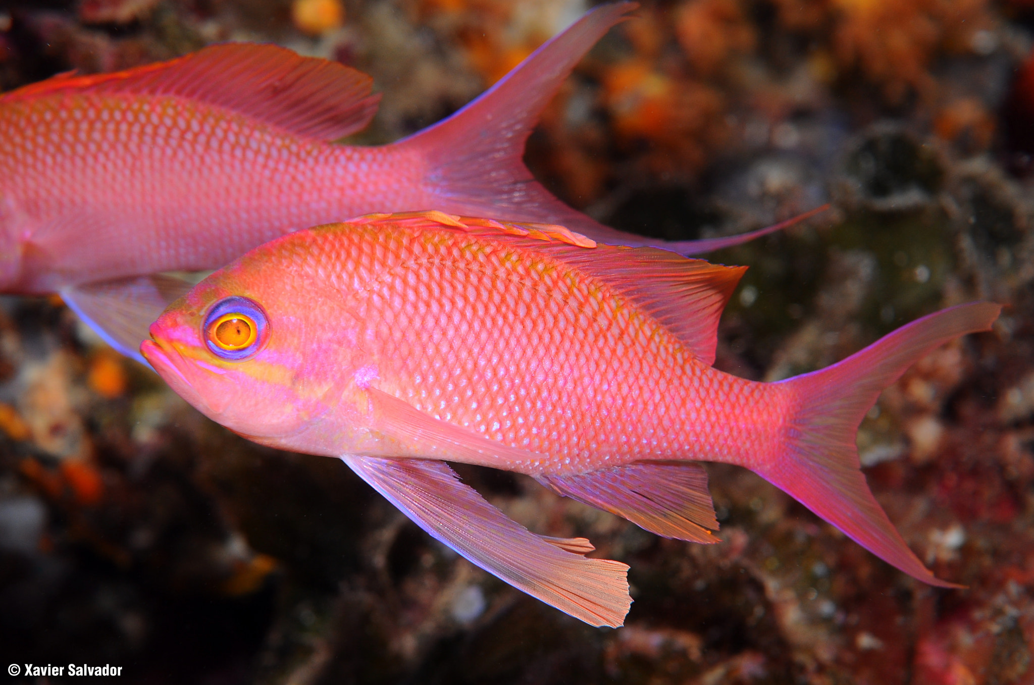 Nikon AF-S Micro-Nikkor 60mm F2.8G ED sample photo. Three tails (anthias anthias) photography
