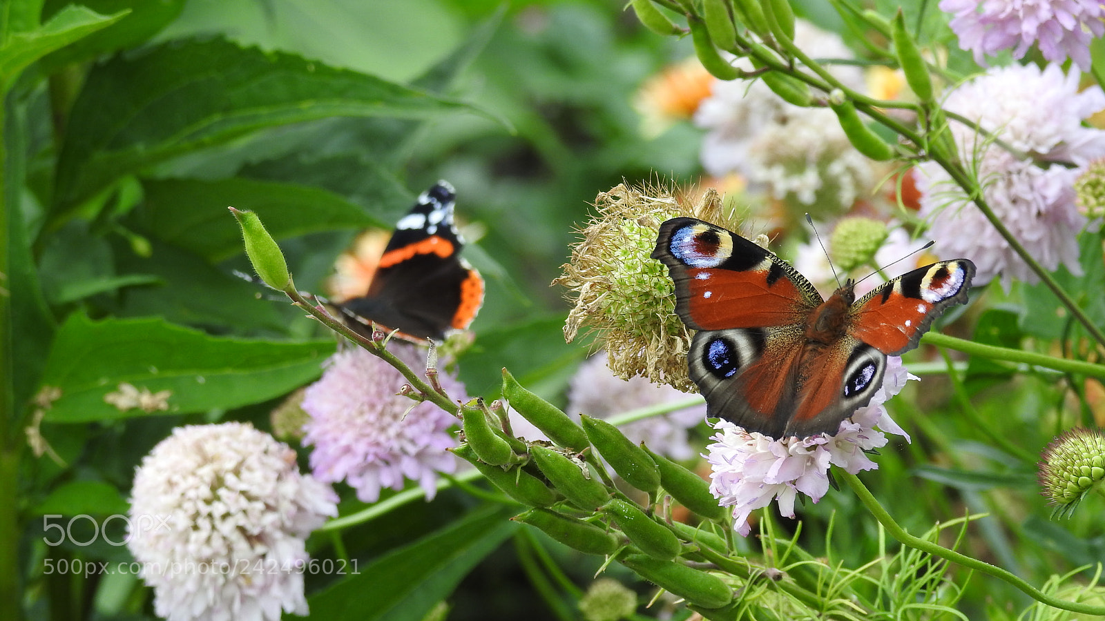 Nikon Coolpix P900 sample photo. Butterfly photography