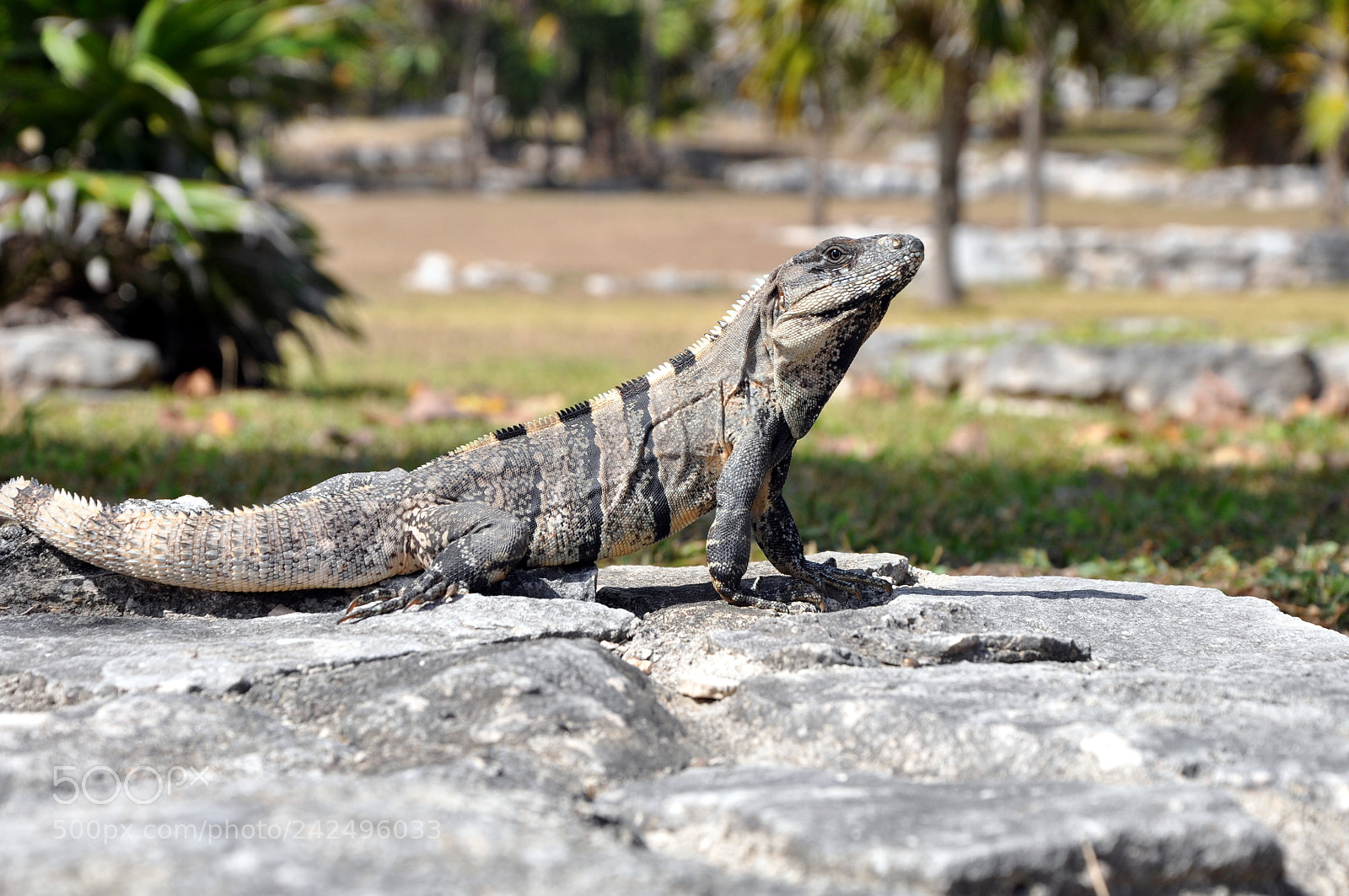 Nikon D90 sample photo. Mexico photography