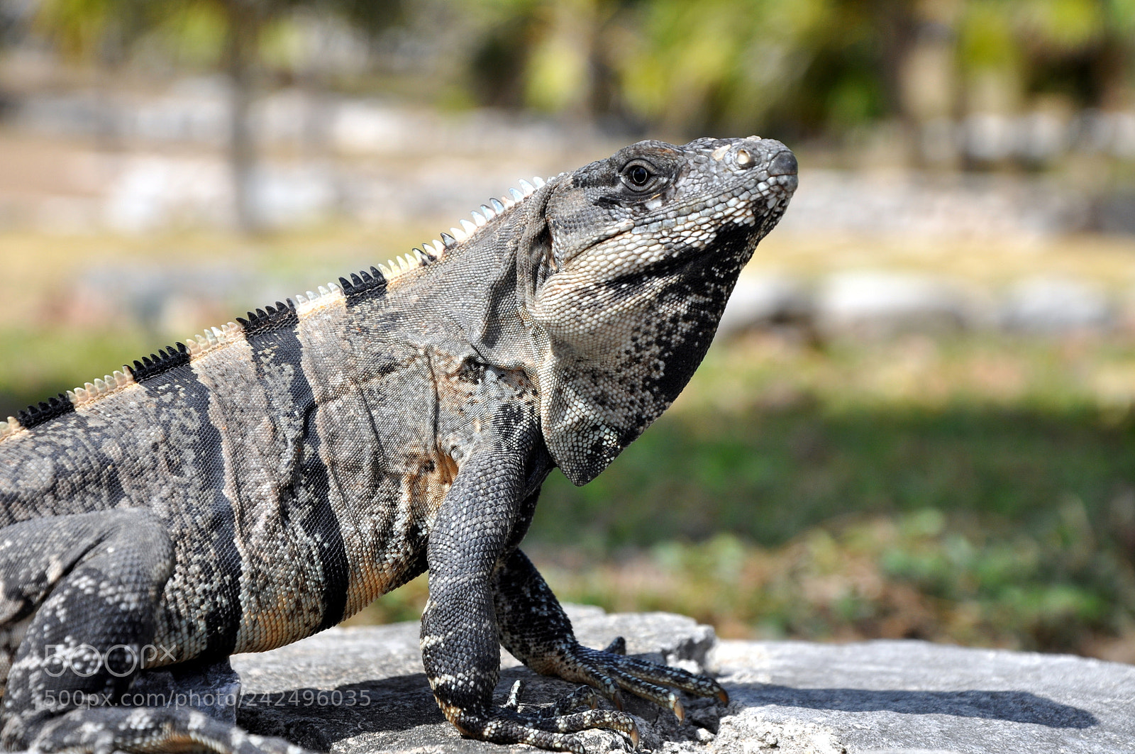 Nikon D90 sample photo. Mexico photography