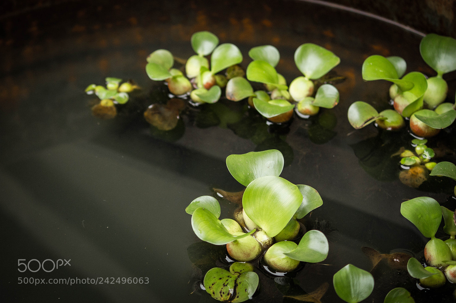 Canon EOS 700D (EOS Rebel T5i / EOS Kiss X7i) sample photo. Pistia stratiotes photography