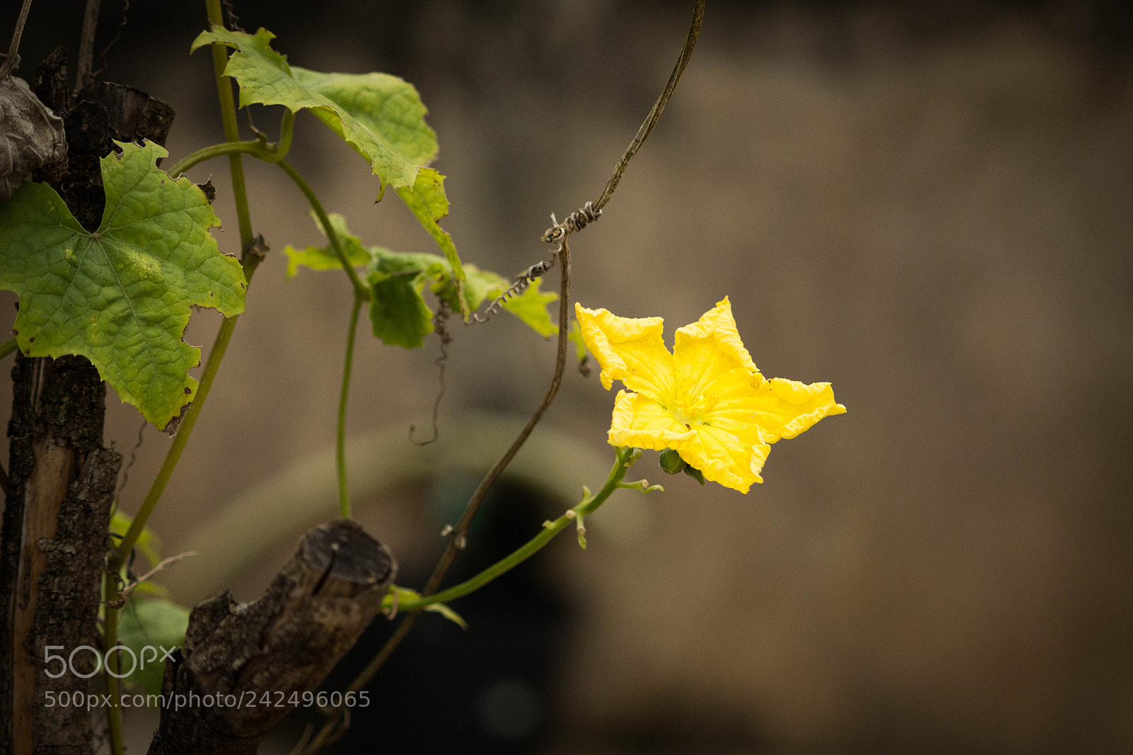 Canon EOS 700D (EOS Rebel T5i / EOS Kiss X7i) sample photo. Luffa aegyptiaca flower photography