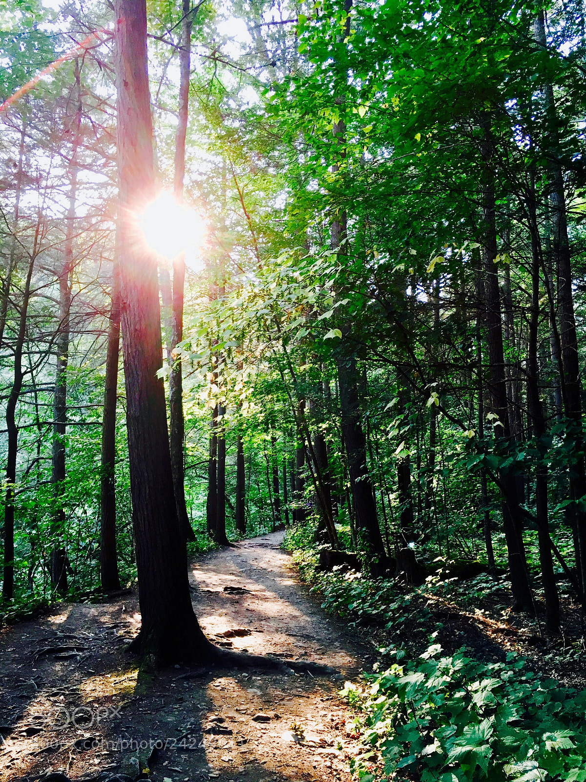 Apple iPhone 6s sample photo. Watkins glen park photography