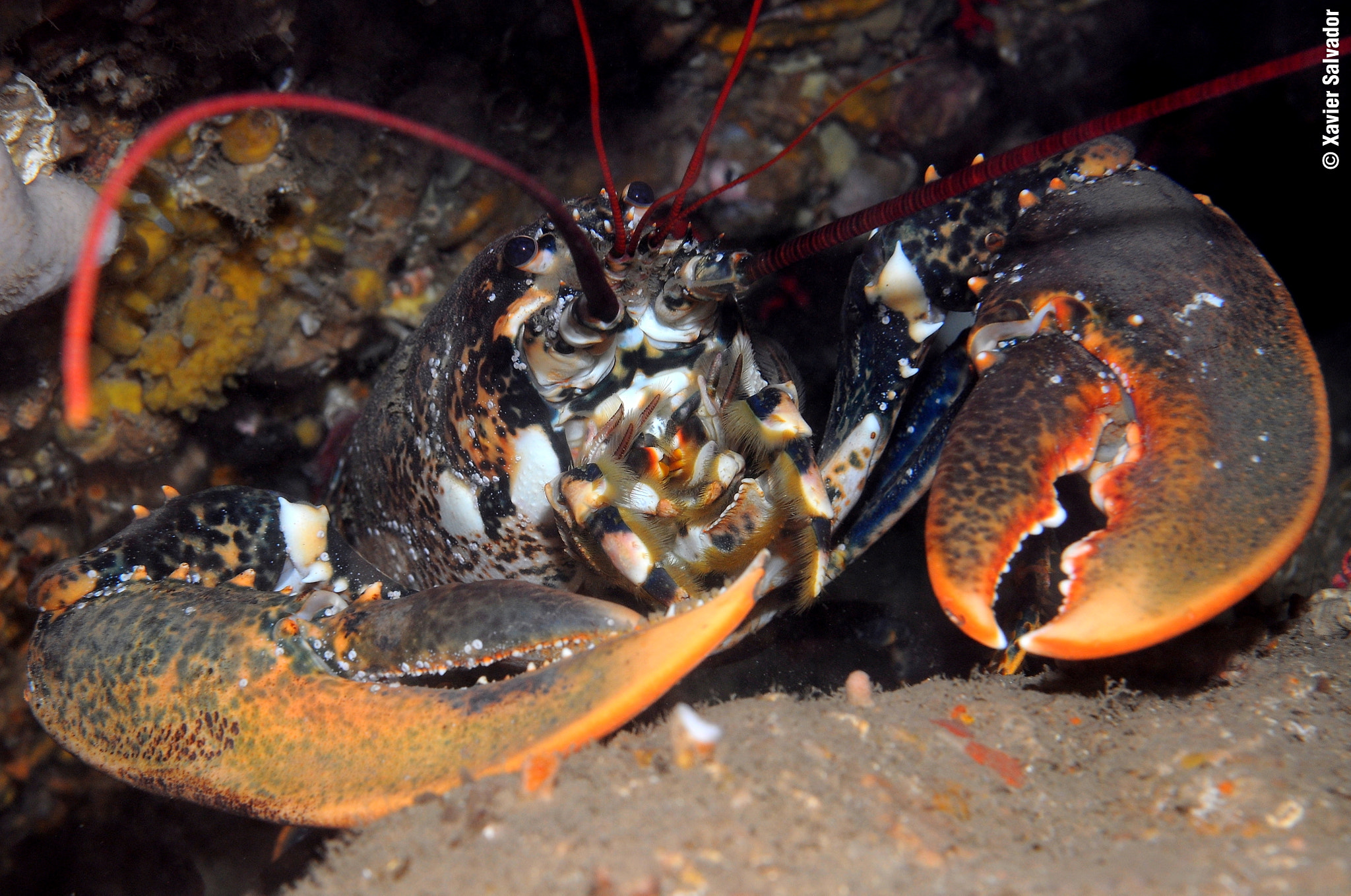 Nikon D90 + Nikon AF-S Micro-Nikkor 60mm F2.8G ED sample photo. Lobster (hommarus gammarus) photography