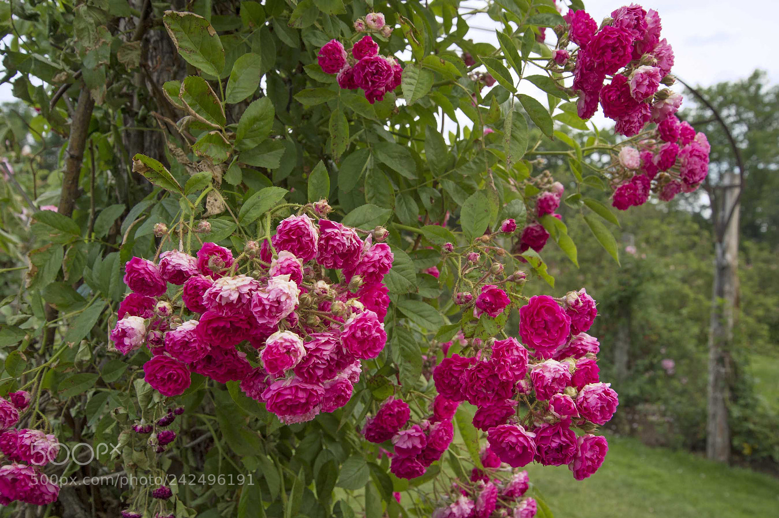 Nikon D4 sample photo. Elizabeth park rose garden photography