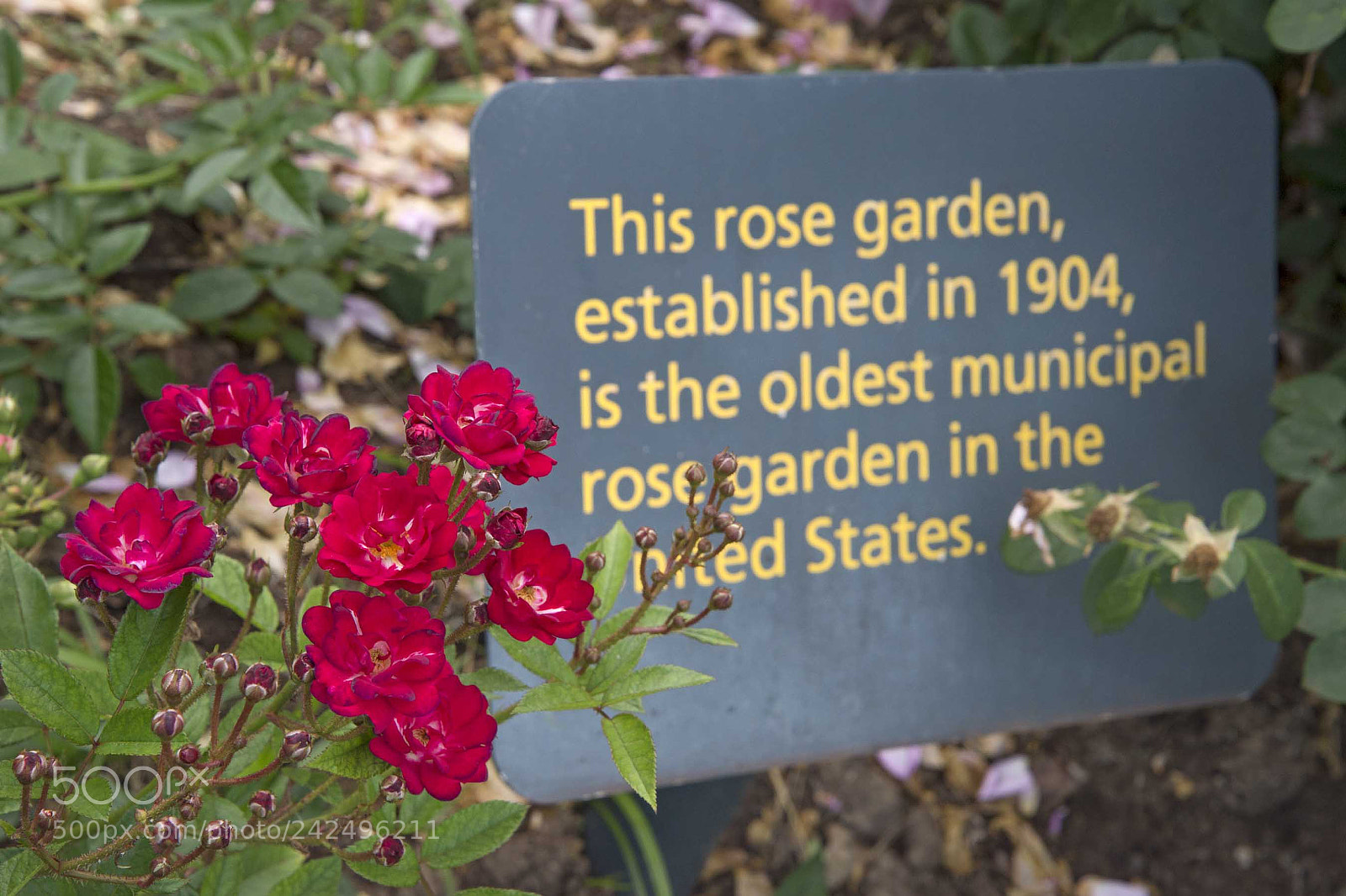 Nikon D4 sample photo. Elizabeth park rose garden photography