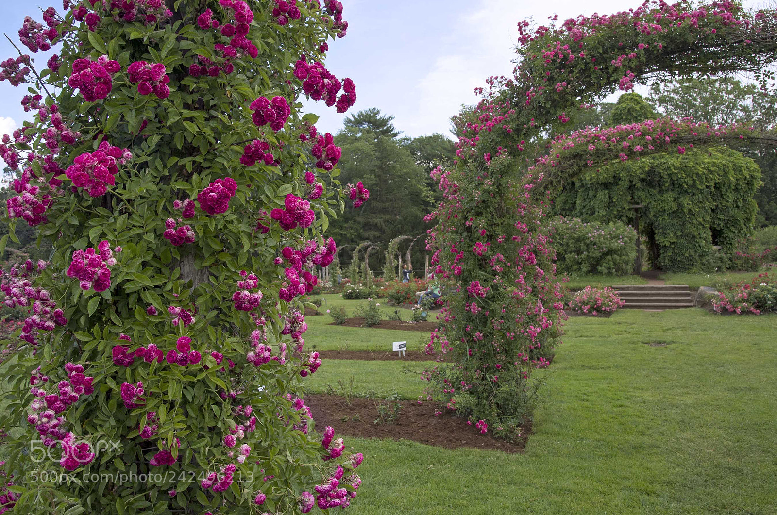 Nikon D4 sample photo. Elizabeth park rose garden photography
