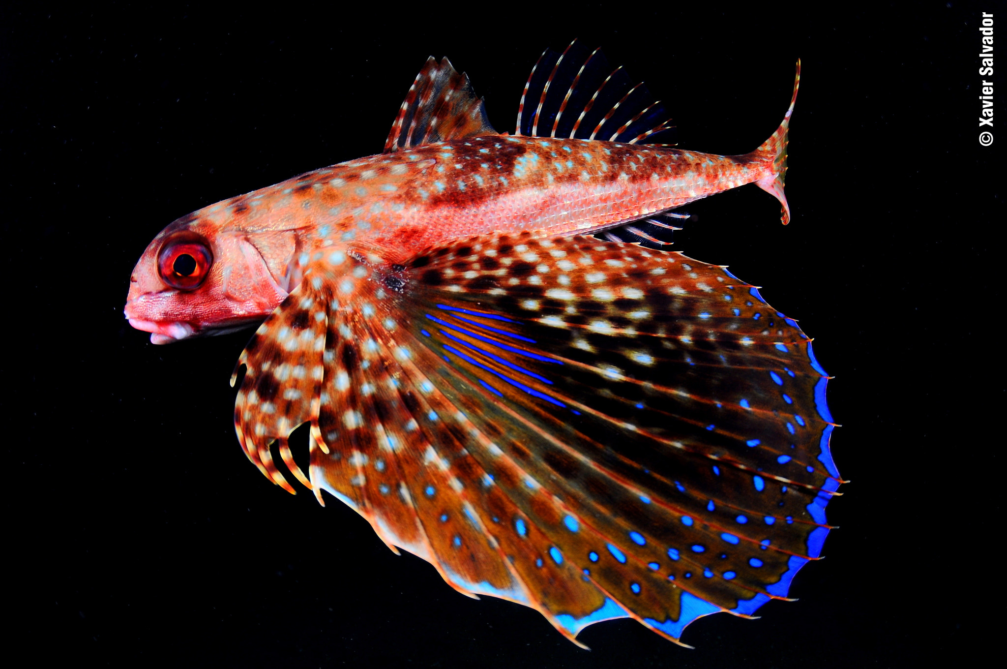 Nikon D90 sample photo. Night flying gurnard (dactylopterus volitans) photography