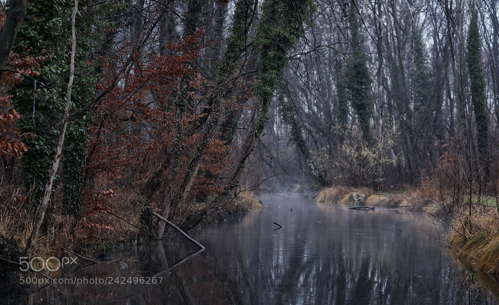 Nikon D810 sample photo. Forest scenes (10) photography