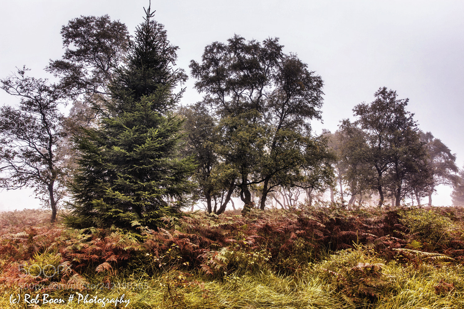 Canon EOS 5DS sample photo. Trees in the mist photography