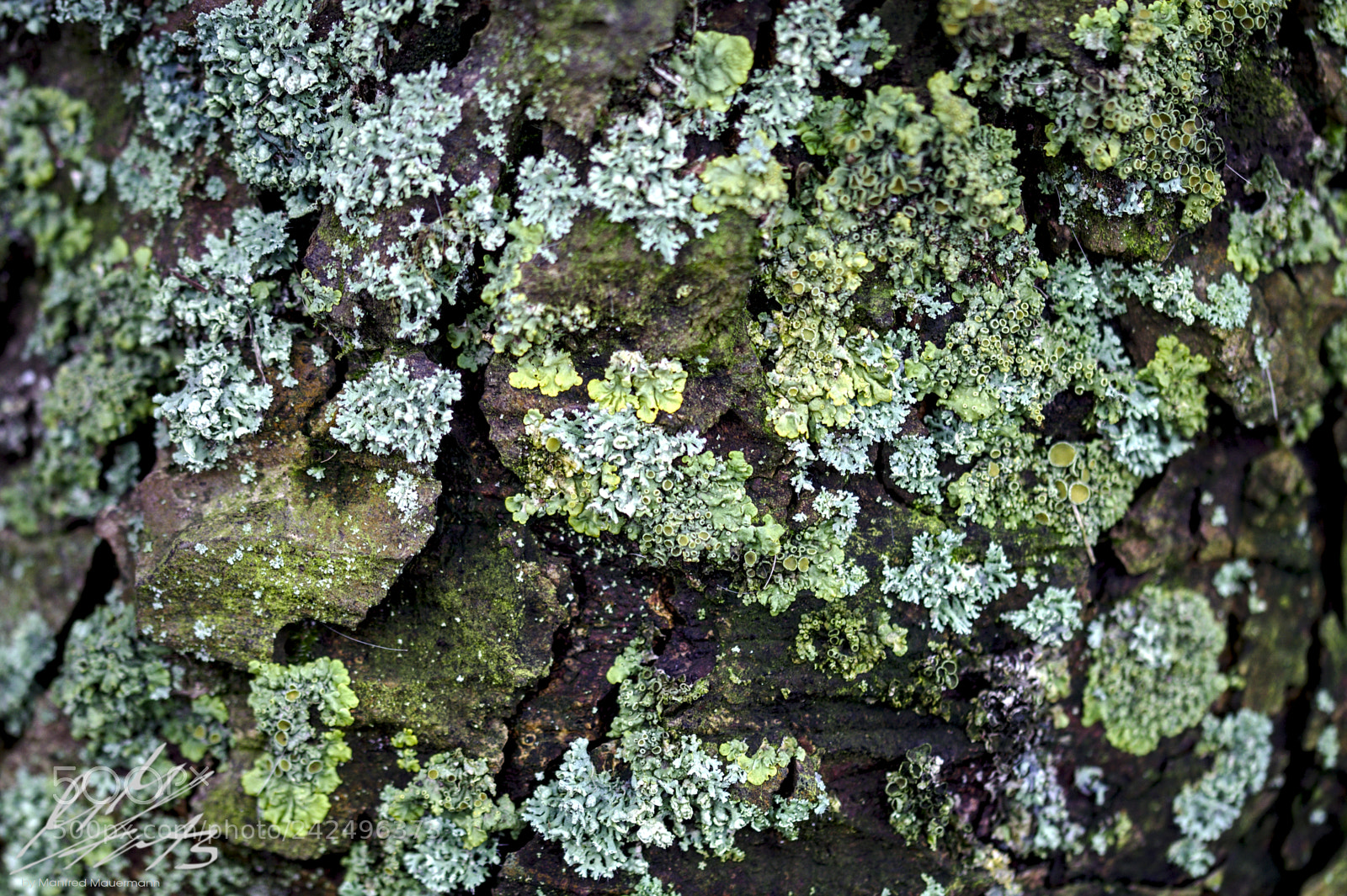 Nikon D90 sample photo. A tree-bark aerial photography