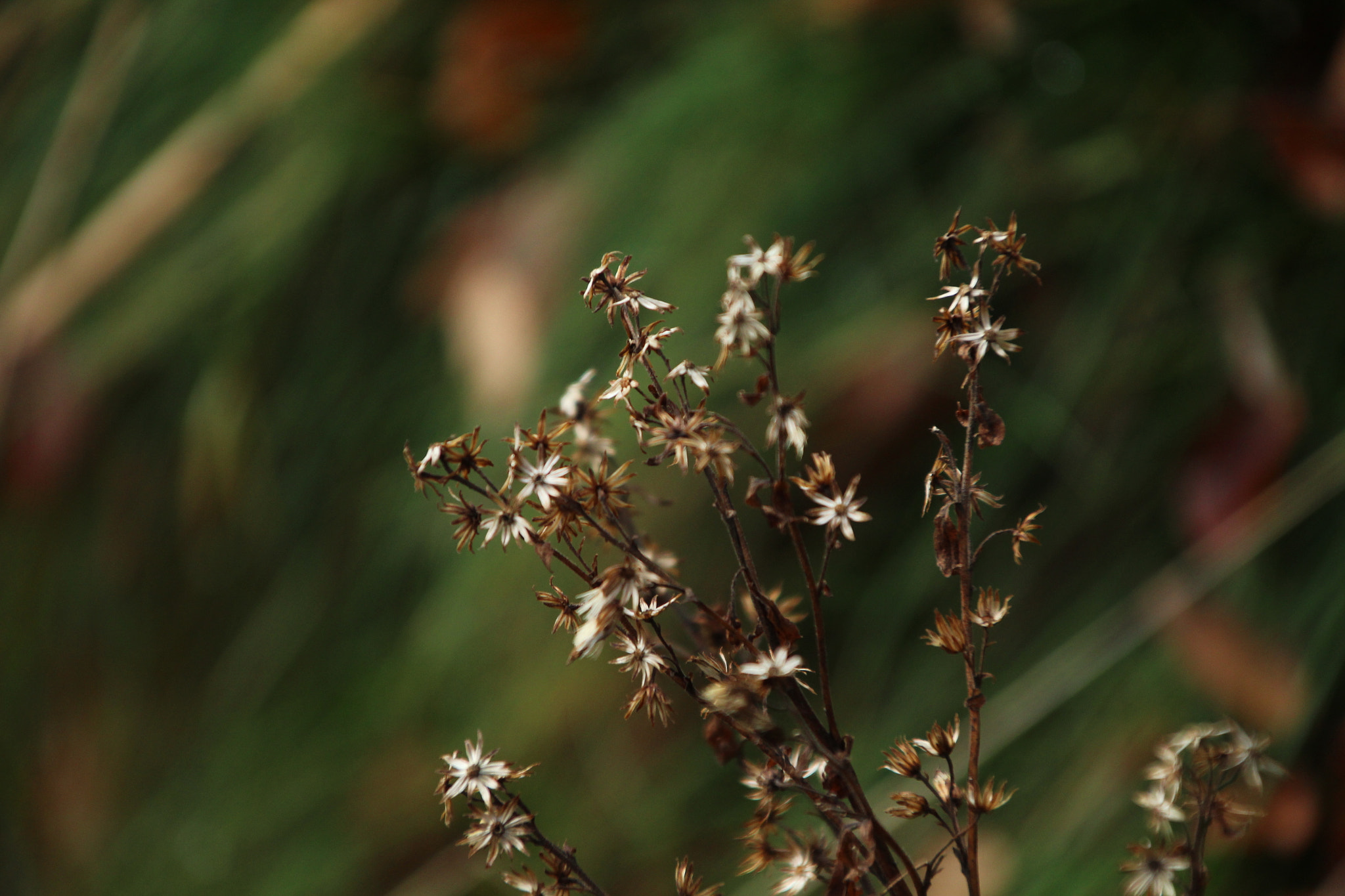 Canon TS-E 90mm F2.8 Tilt-Shift sample photo. Klein aber fein photography