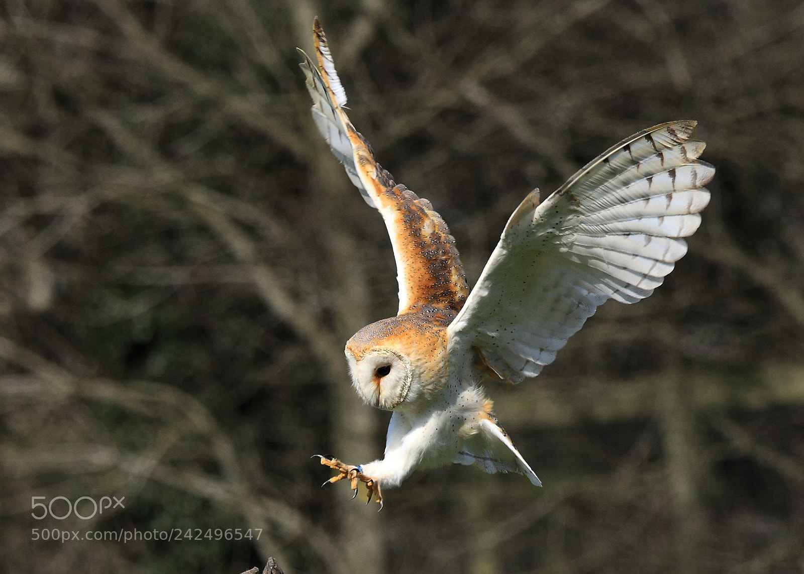 Canon EOS 40D sample photo. Owl photography