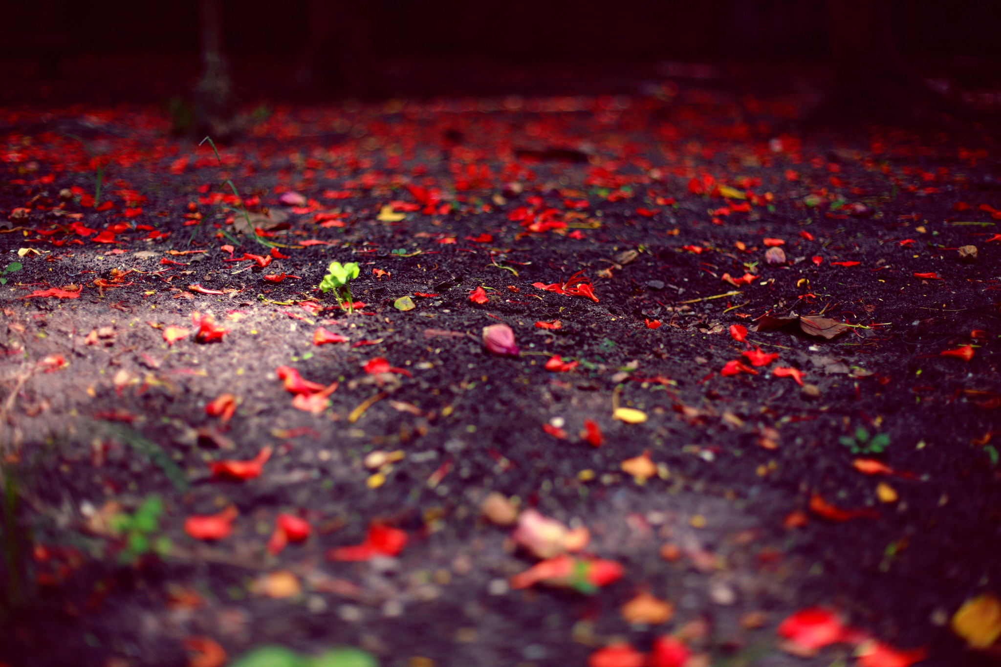 Canon EOS 5D + Canon EF 50mm F1.4 USM sample photo. Sky of flowers photography