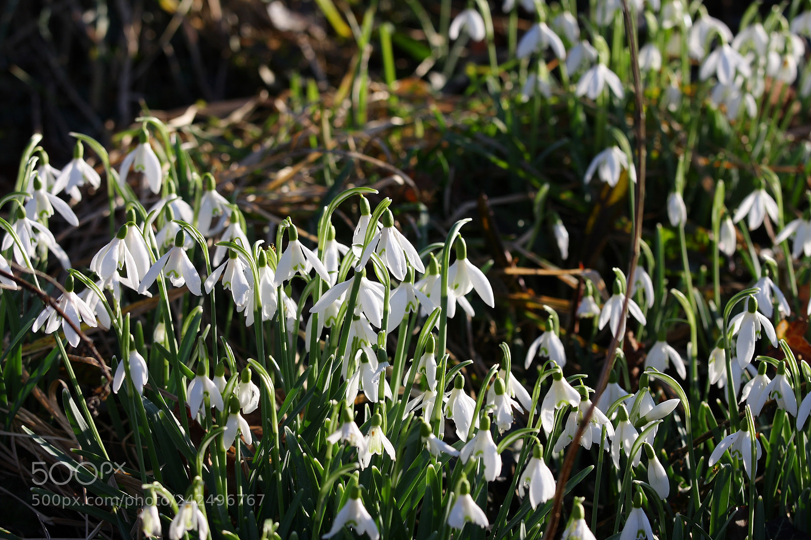Canon EOS 40D sample photo. Snowdrops photography