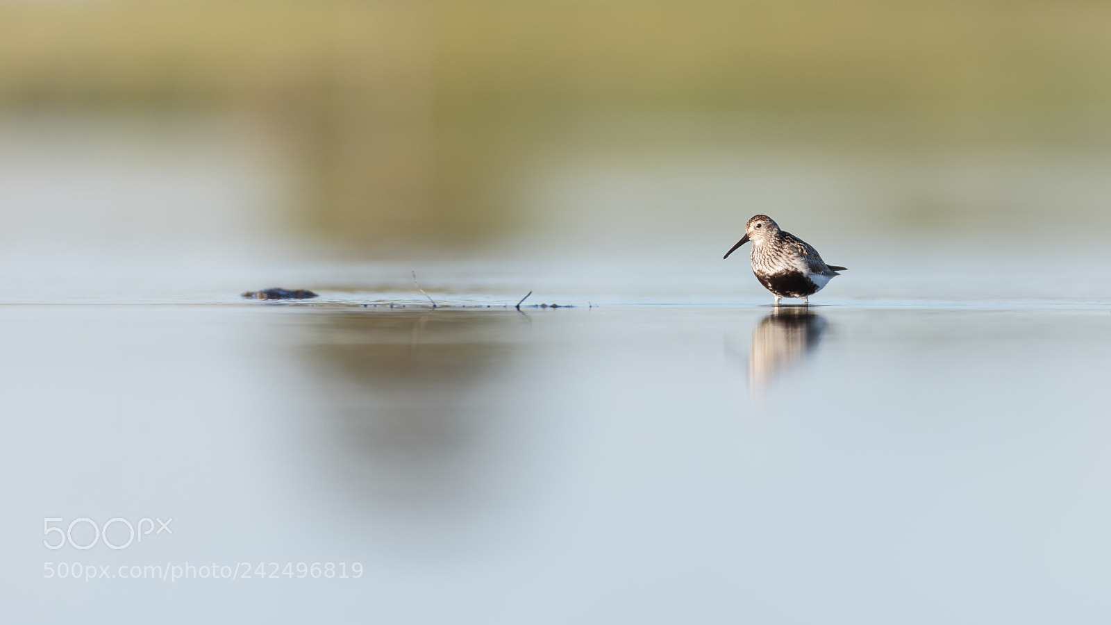 Canon EOS-1D X sample photo. Dunlin photography