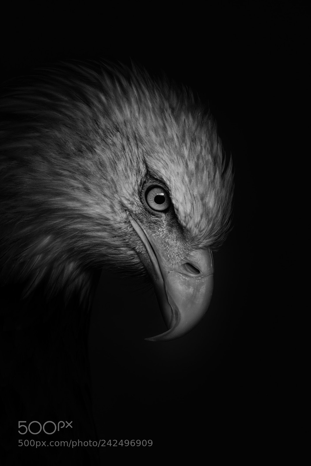 Fujifilm X-T2 sample photo. Bald eagle photography