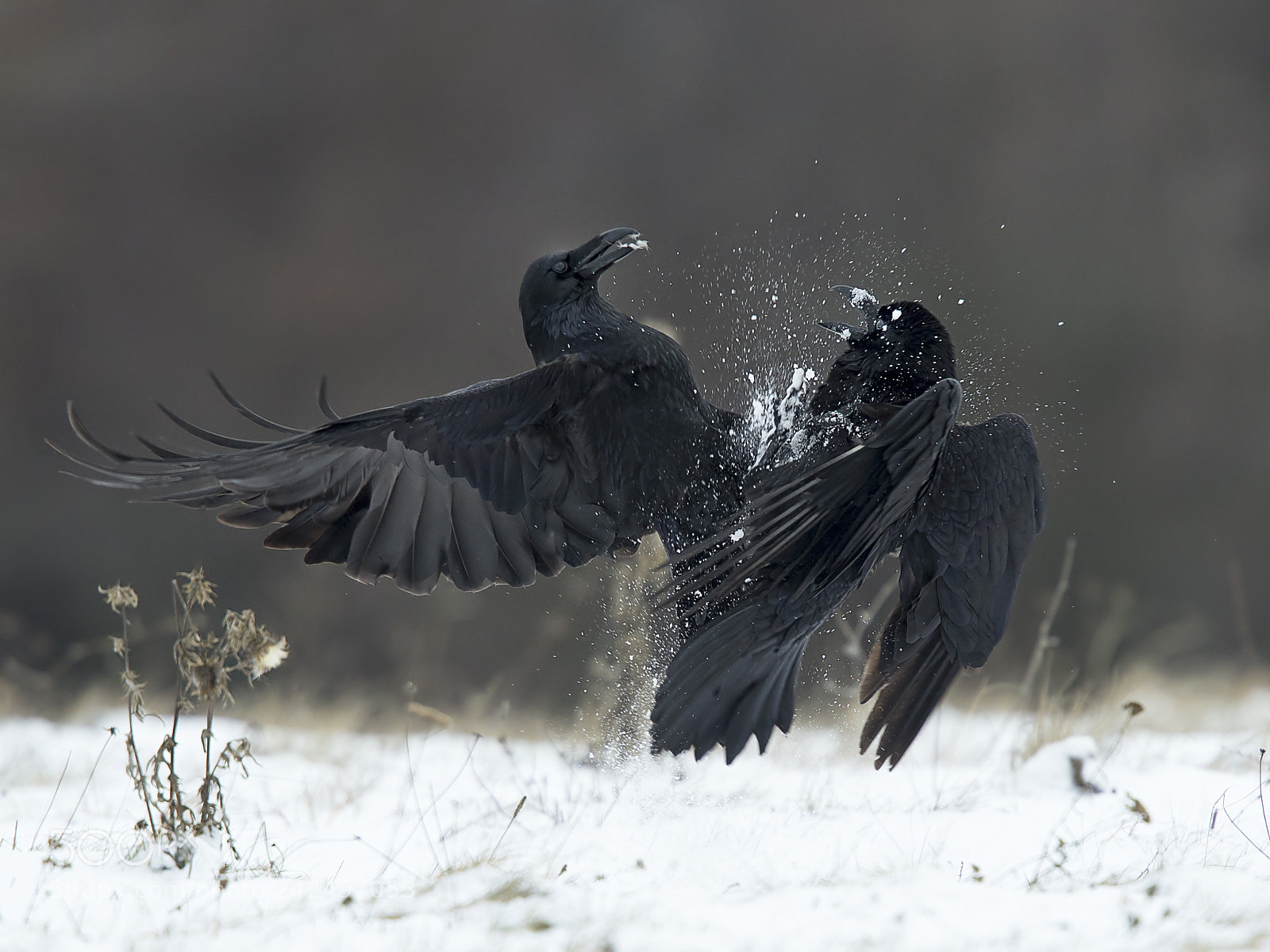Canon EOS-1D X sample photo. Winter time photography