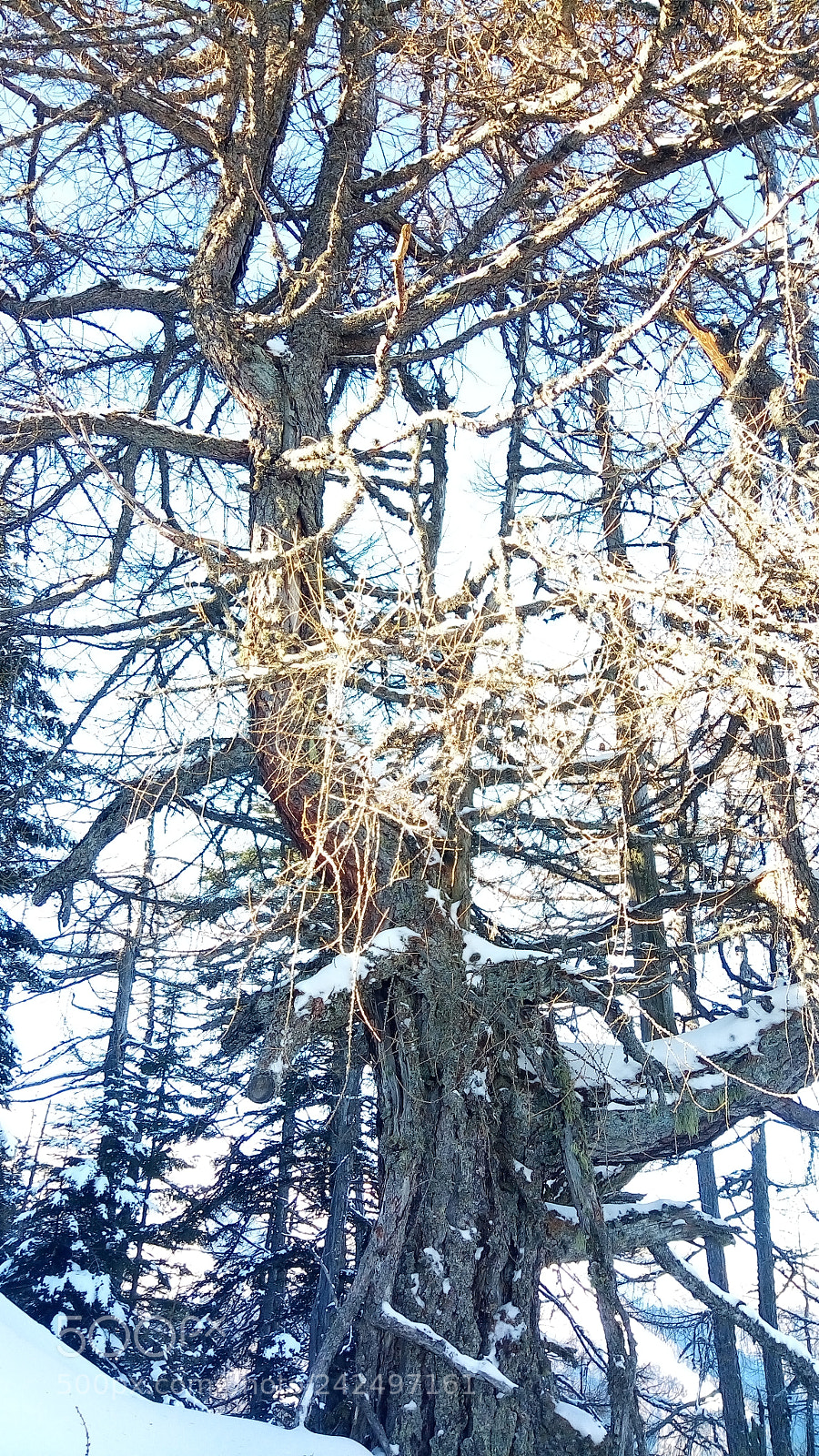 ASUS ZenFone 3 Max (ZC520TL) sample photo. Tree with golden threads photography