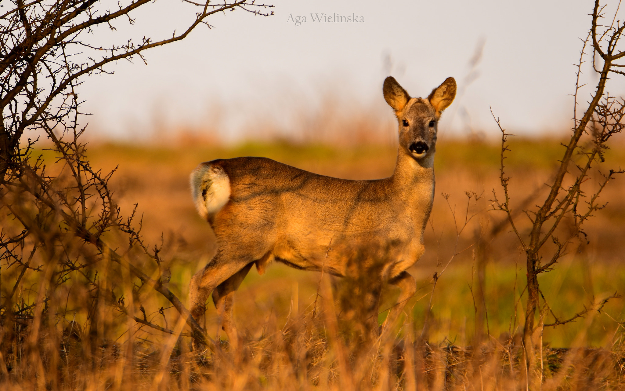Nikon D7200 sample photo. Roe buck. photography
