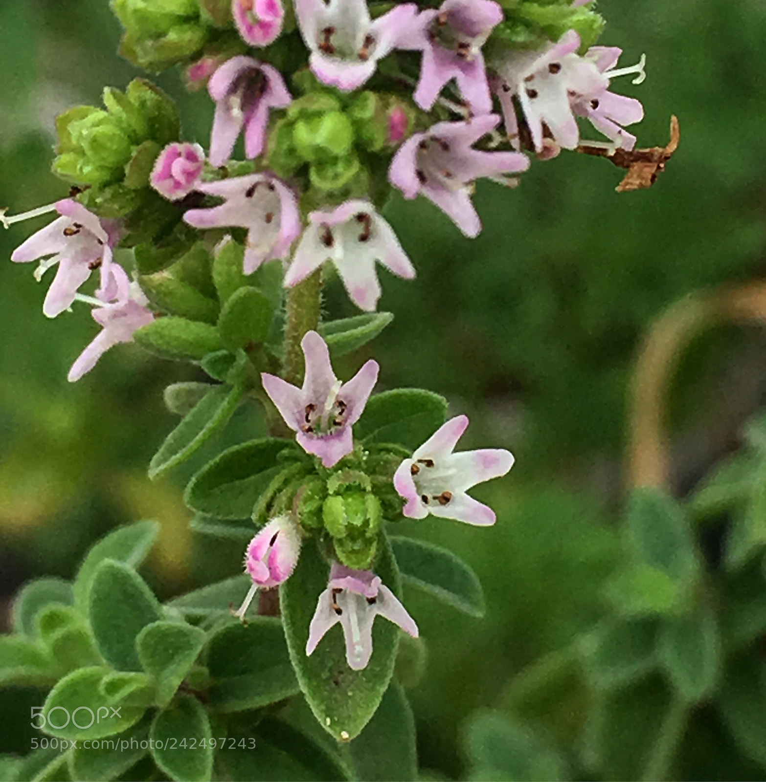 Apple iPhone SE sample photo. Oregano flower photography