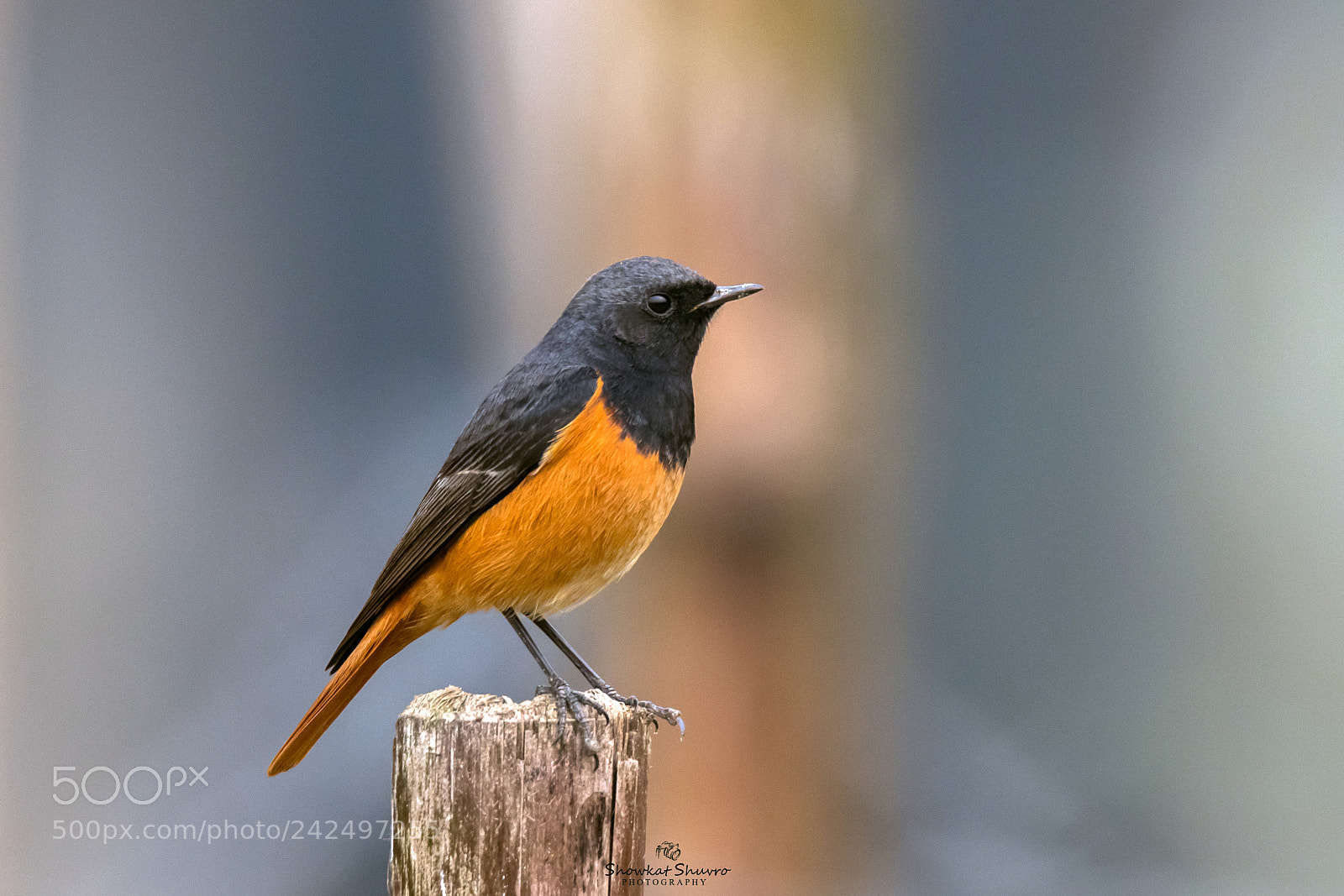 Canon EOS 7D Mark II sample photo. Black redstart photography