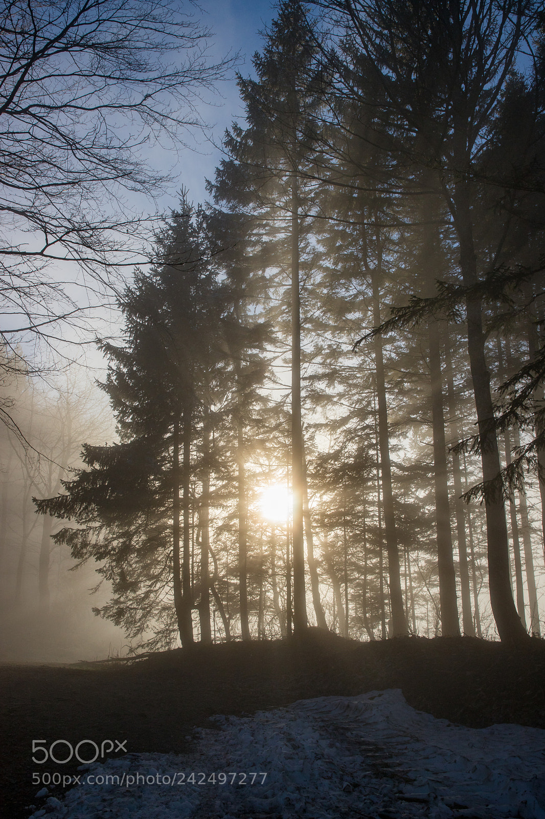 Canon EOS 6D Mark II sample photo. Fog border photography