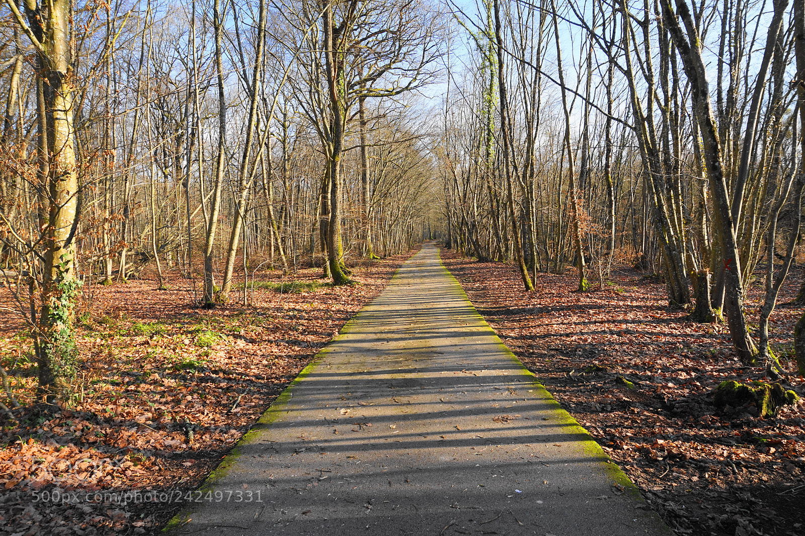 Sony Alpha a5000 (ILCE 5000) sample photo. Path photography
