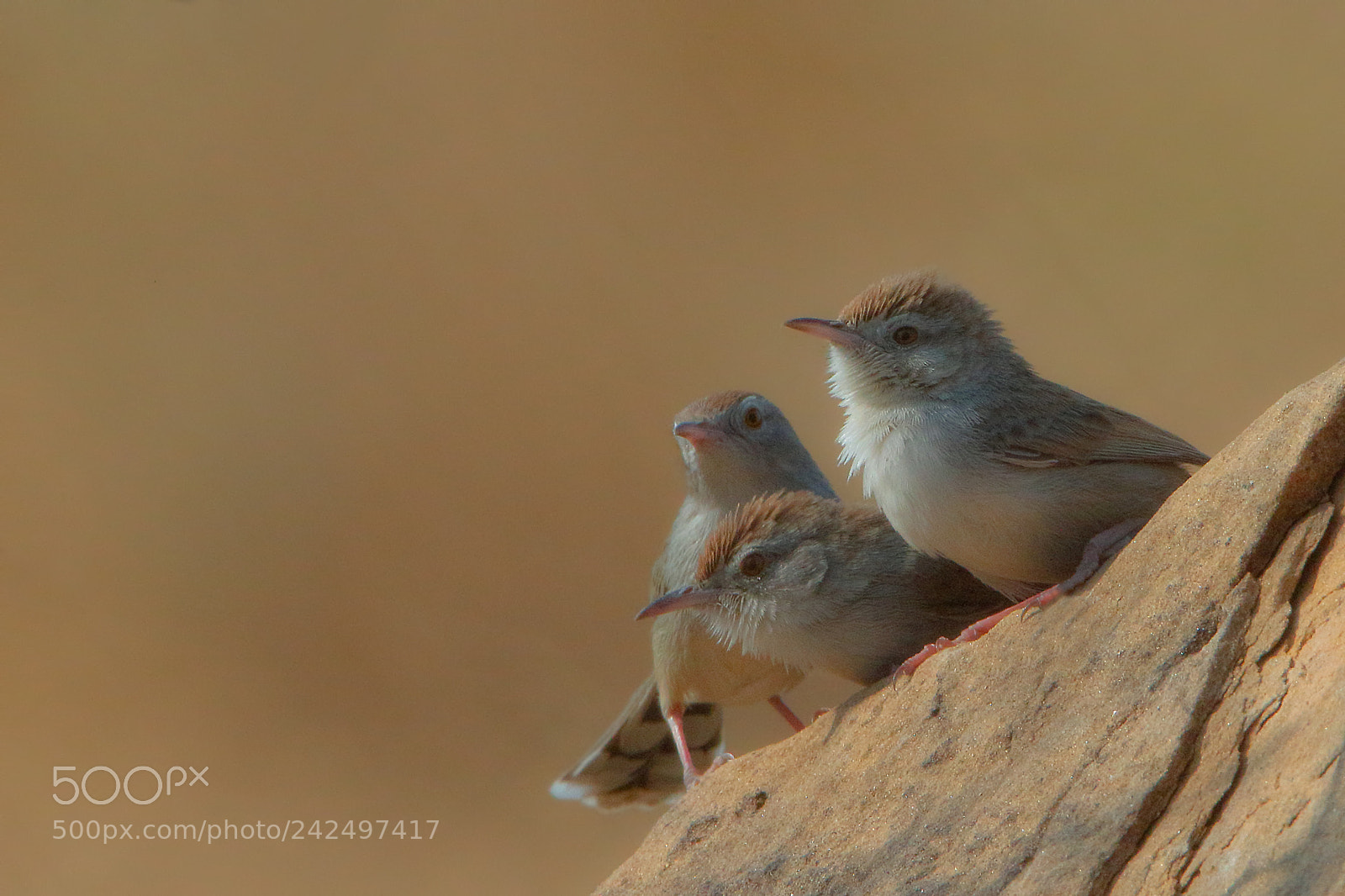 Canon EOS 7D Mark II sample photo. Rufous-fronted prinias photography