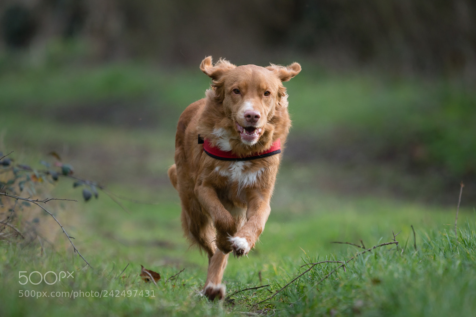 Sony a6300 sample photo. Toller photography