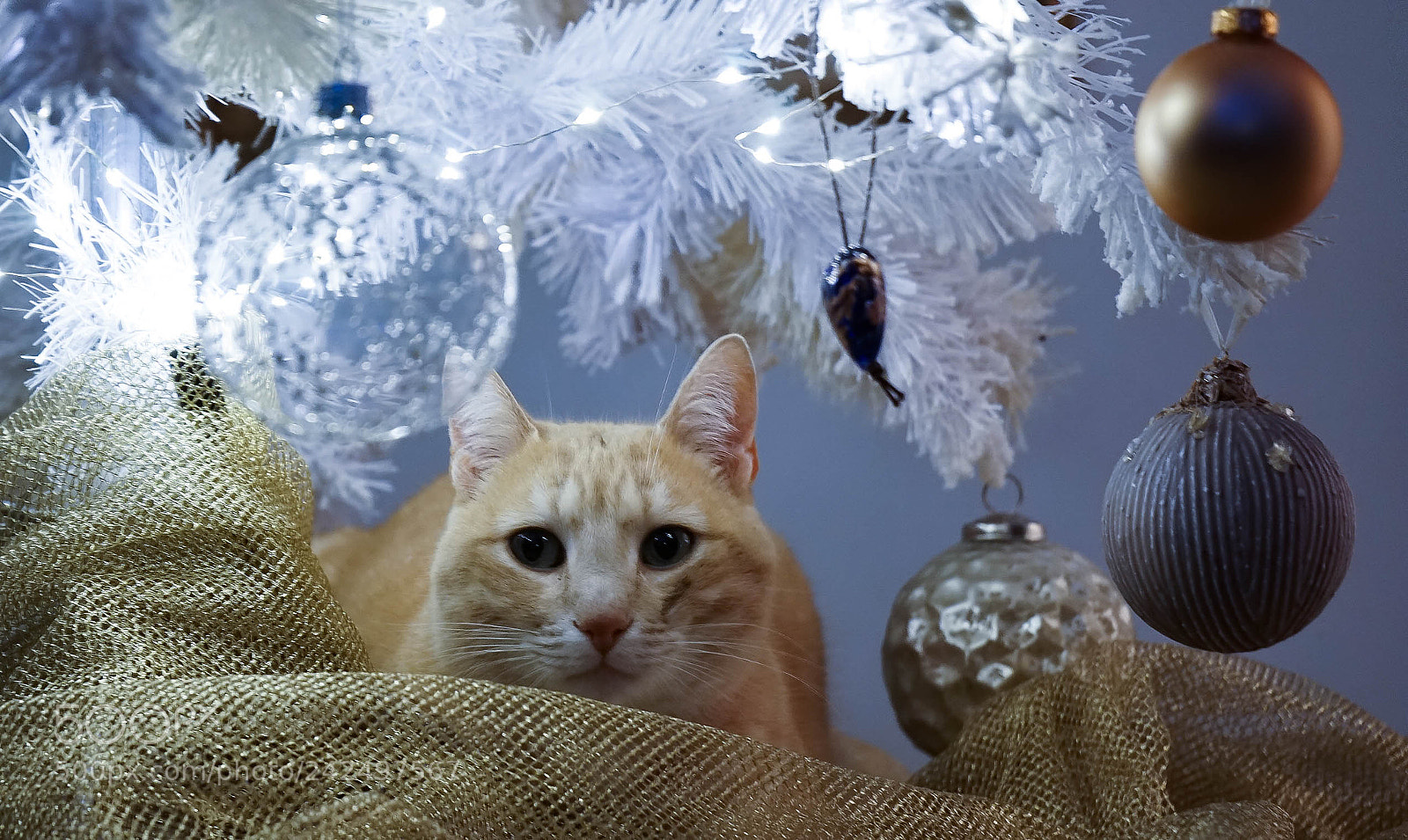 Sony a7 sample photo. Xtmas cat photography