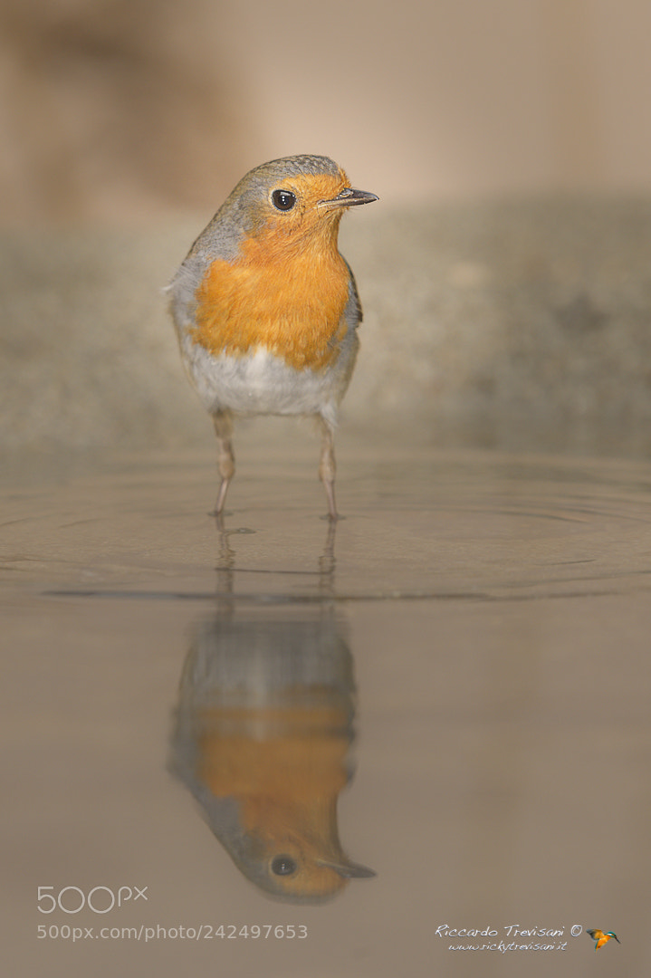 Nikon D4 sample photo. Robin photography