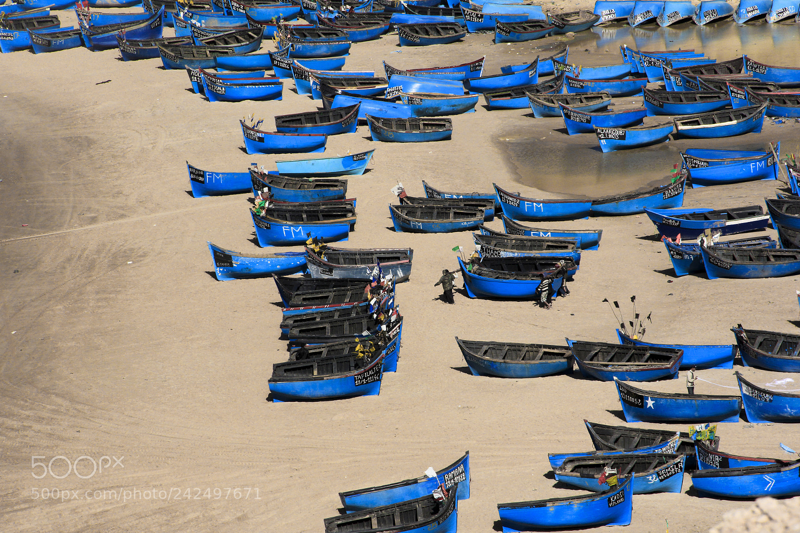 Canon EOS 60D sample photo. Sealife photography