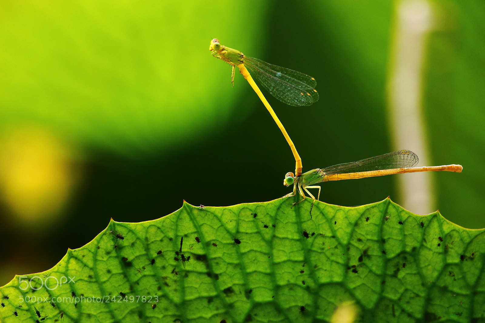 Canon EF-S 55-250mm F4-5.6 IS II sample photo. Mating in an 'l' photography